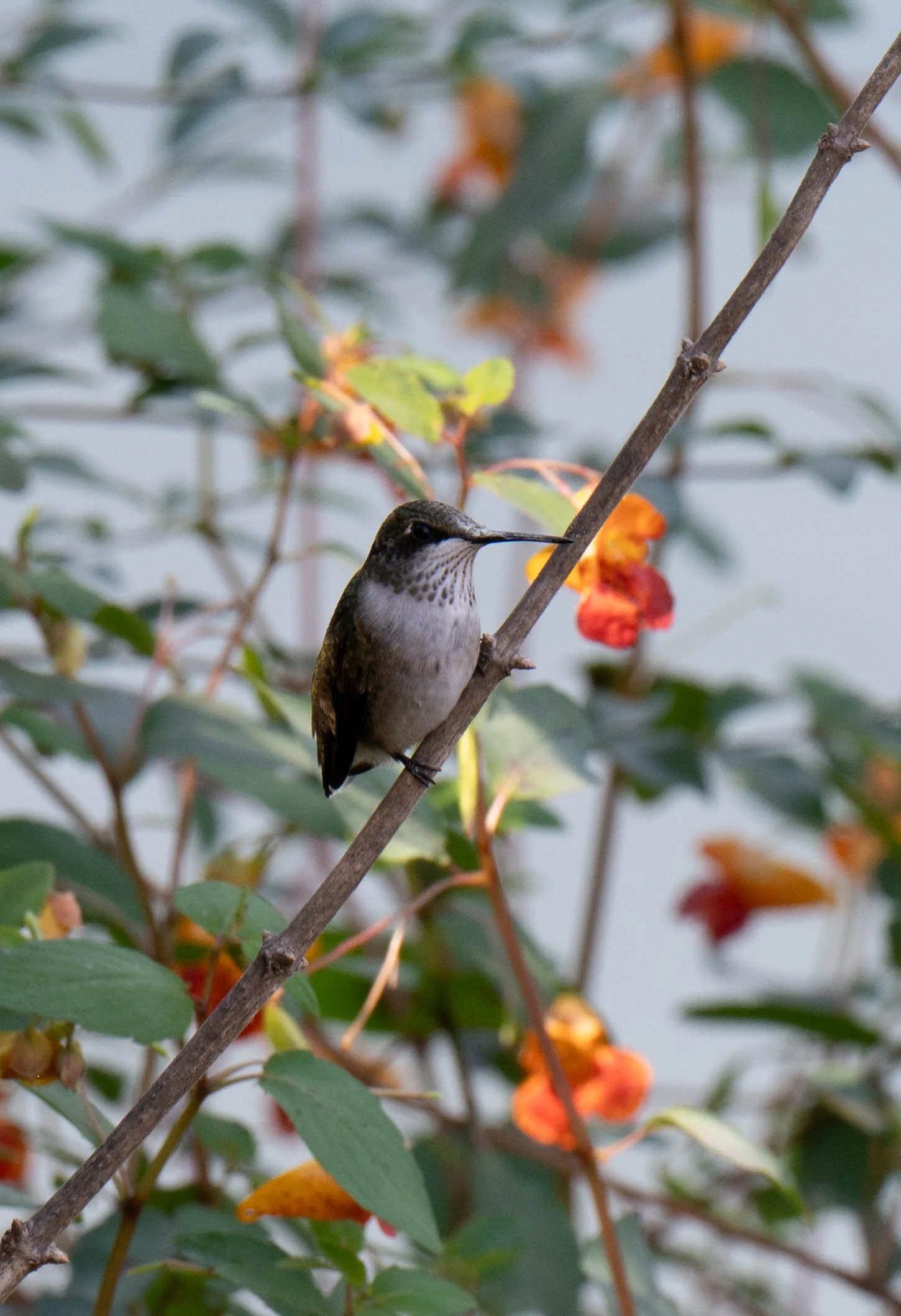DSC_4318.jpg