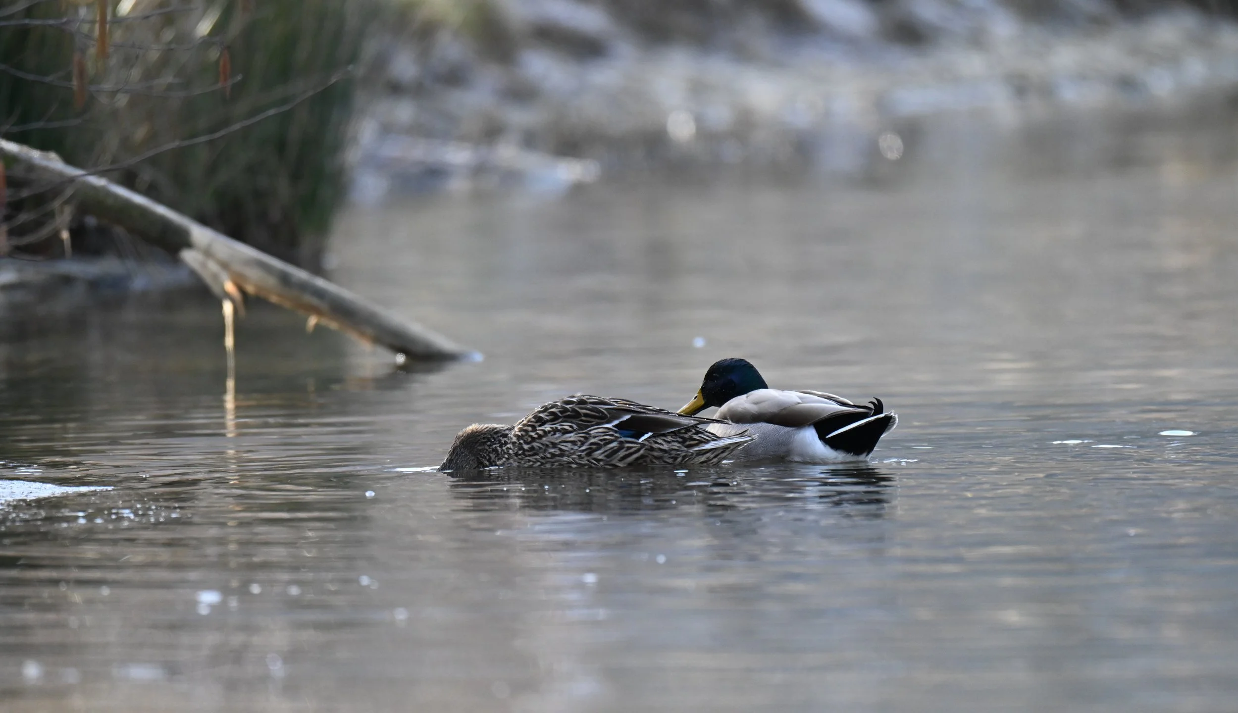 DSC_5902.jpg