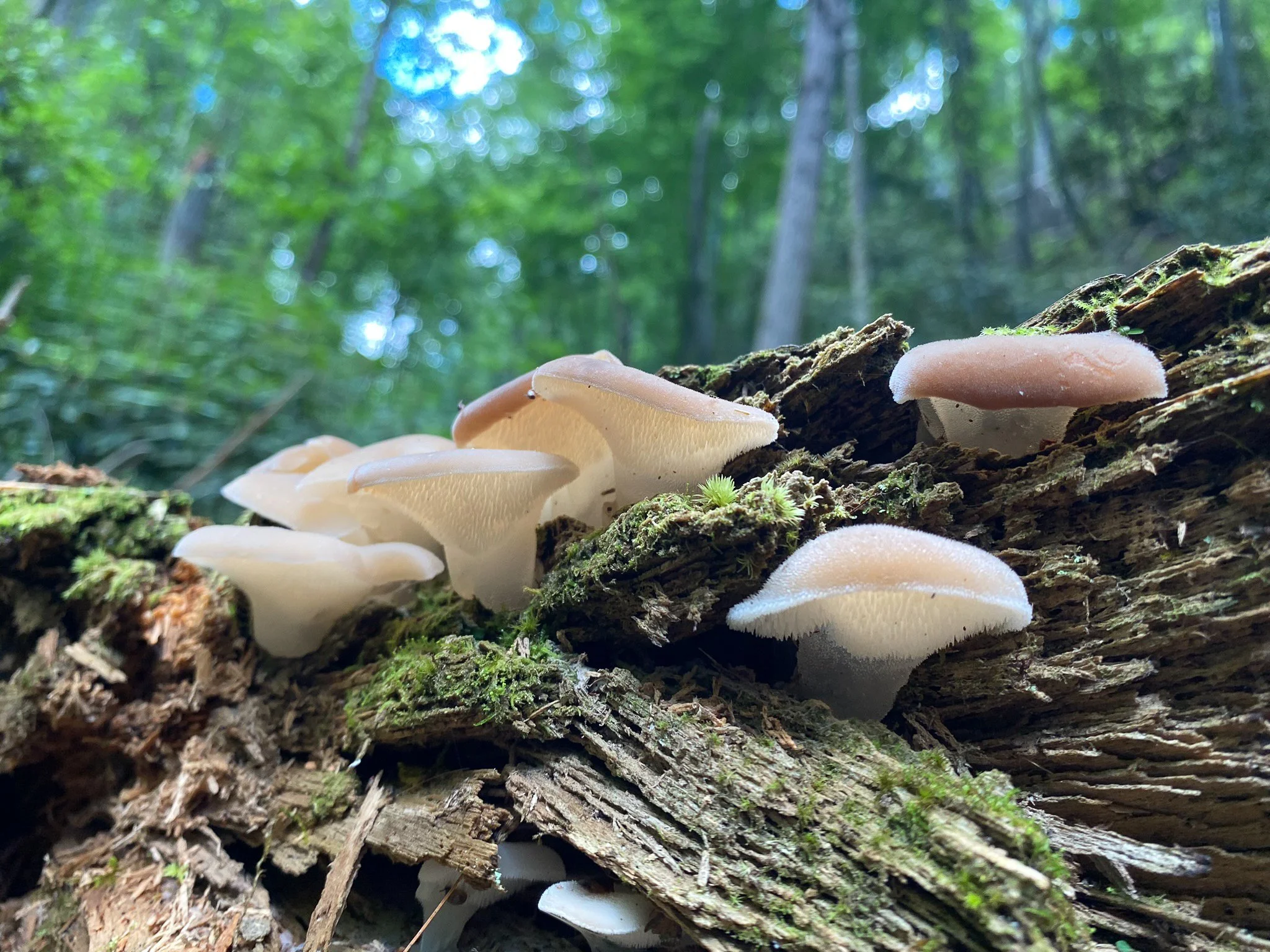 Mushroom.jpg