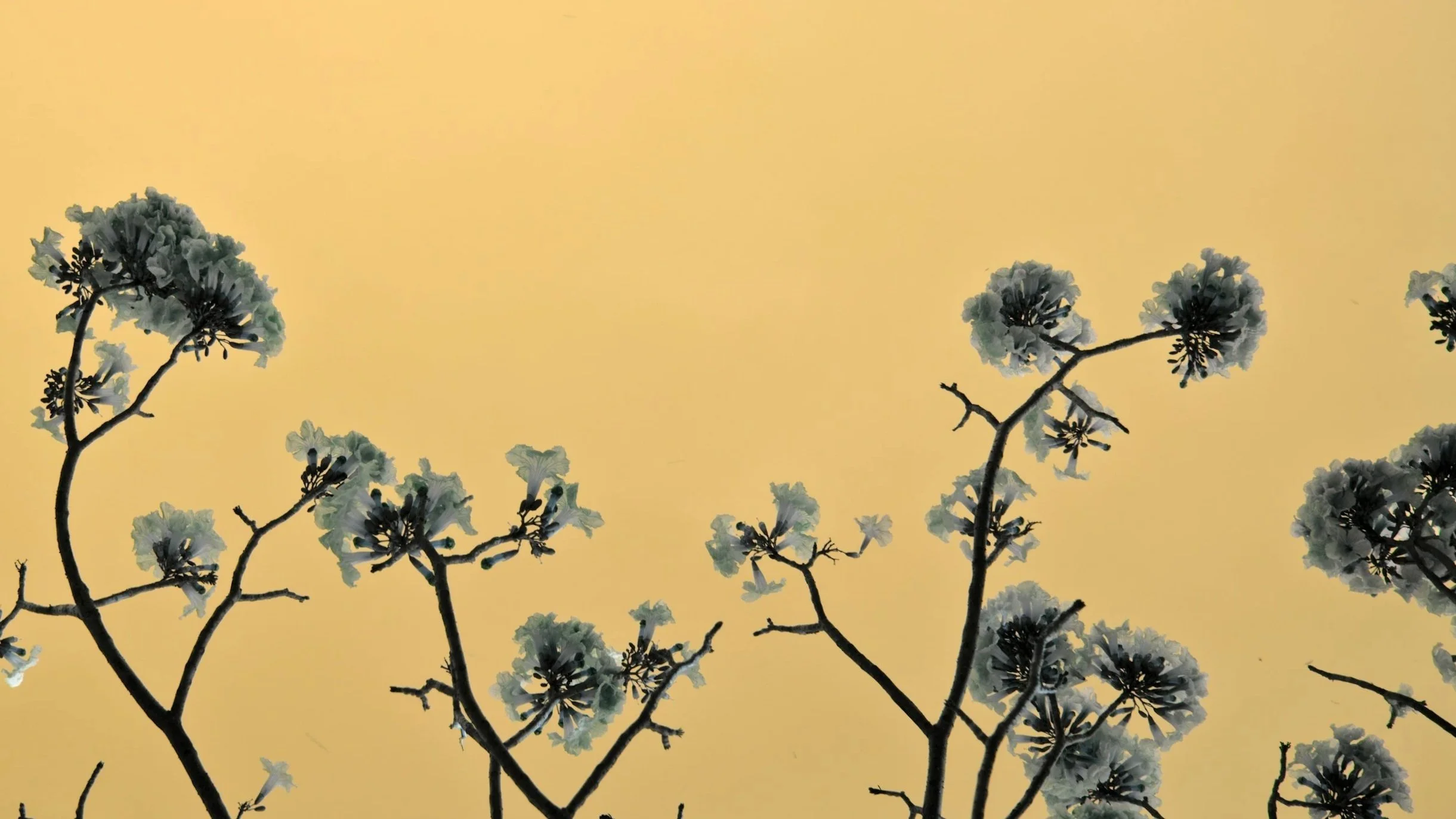 Tree branches with white flowers against a yellow sky.