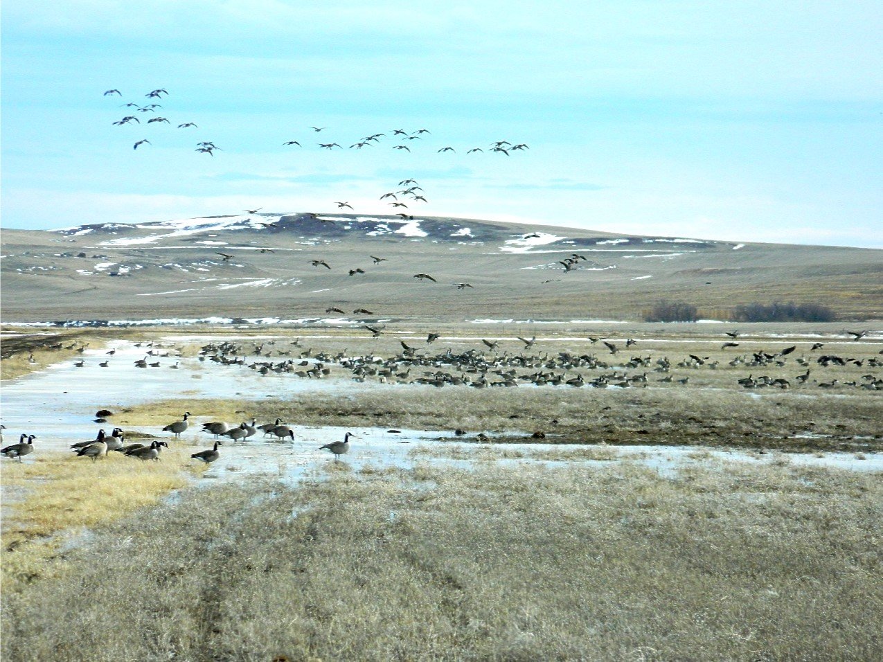 Daniels County, Montana