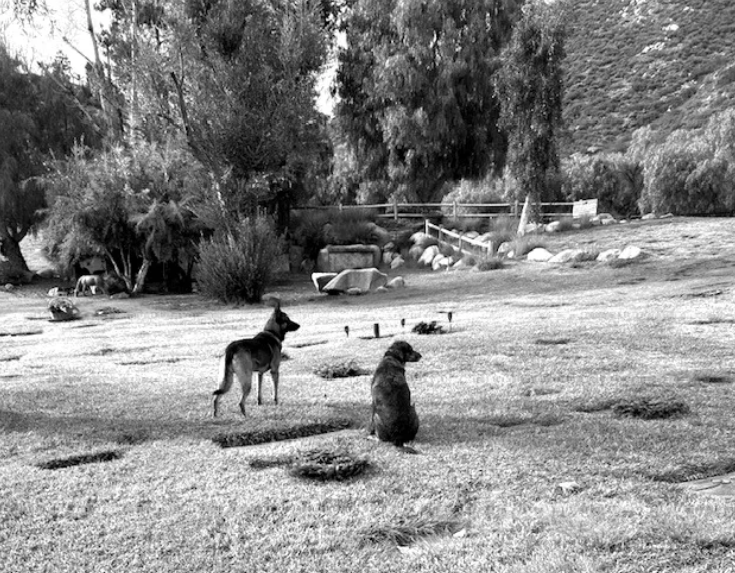 Journeying through Cemeteries The Death Network Claudia Faerber Death Doula