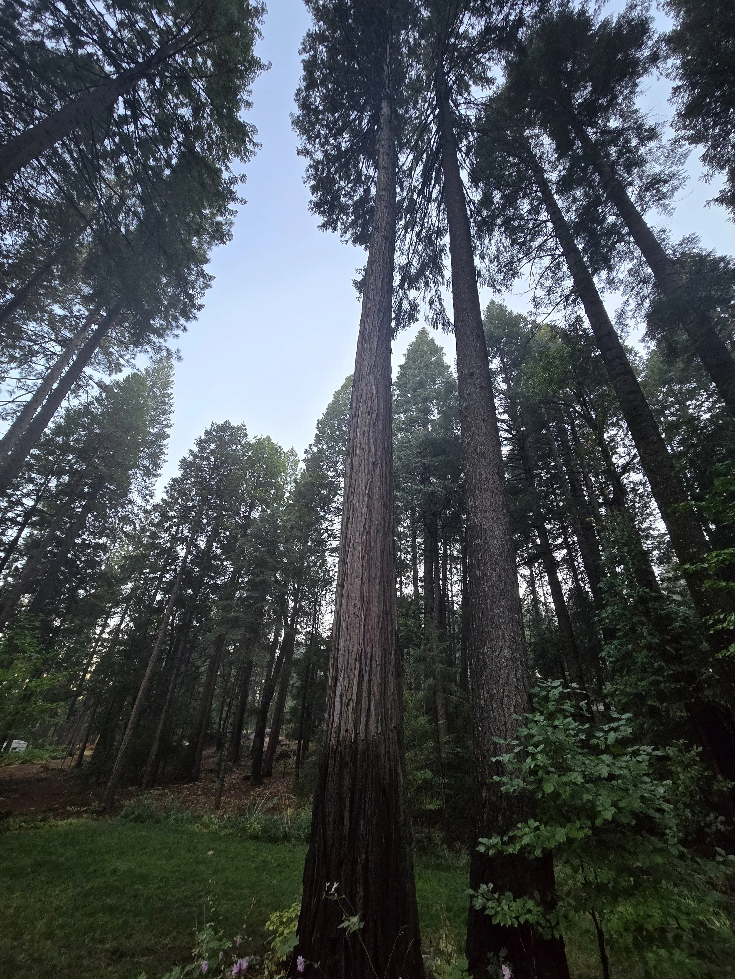 The Death Network Lorien Lehmer