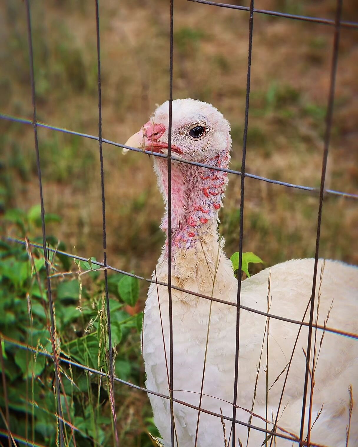 I've met many beautiful turkeys this year. There is something so special about them... Perhaps it's their calm curiosity or their precious sounds... They simultaneously break my heart and heal it. 

I hope you'll reconsider eating my friends, if not 