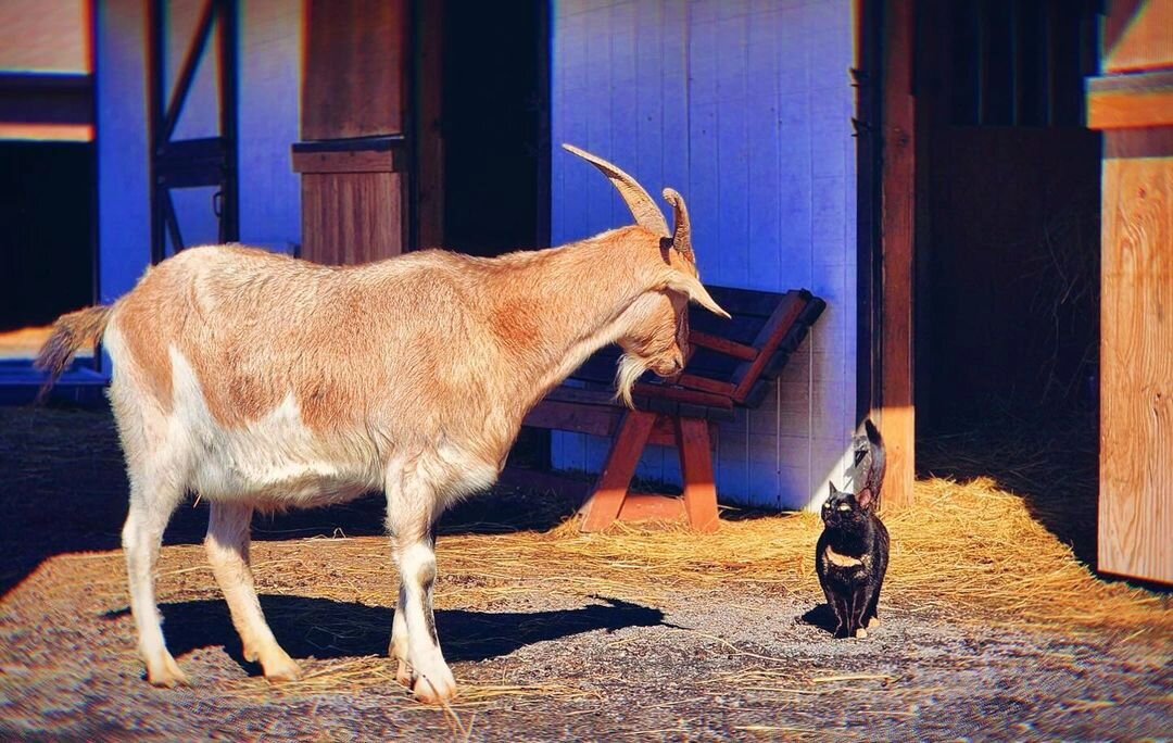 It was so special to witness this tender moment at @emery_farm yesterday 🖤

Repost &bull; @emery_farm Our largest and (almost) smallest residents had a moment of silent communication yesterday while they were out enjoying the gorgeous weather. One o