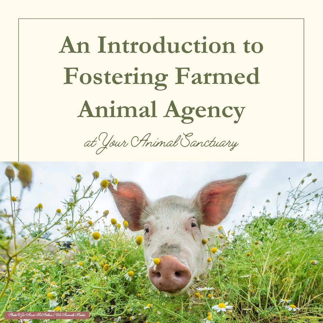 I'm thrilled to share the first resource in a series that I've been collaborating with @theopensanctuaryproject on. While this resource was created for folks working with farmed animals in sanctuary settings, much of the information is also relevant 