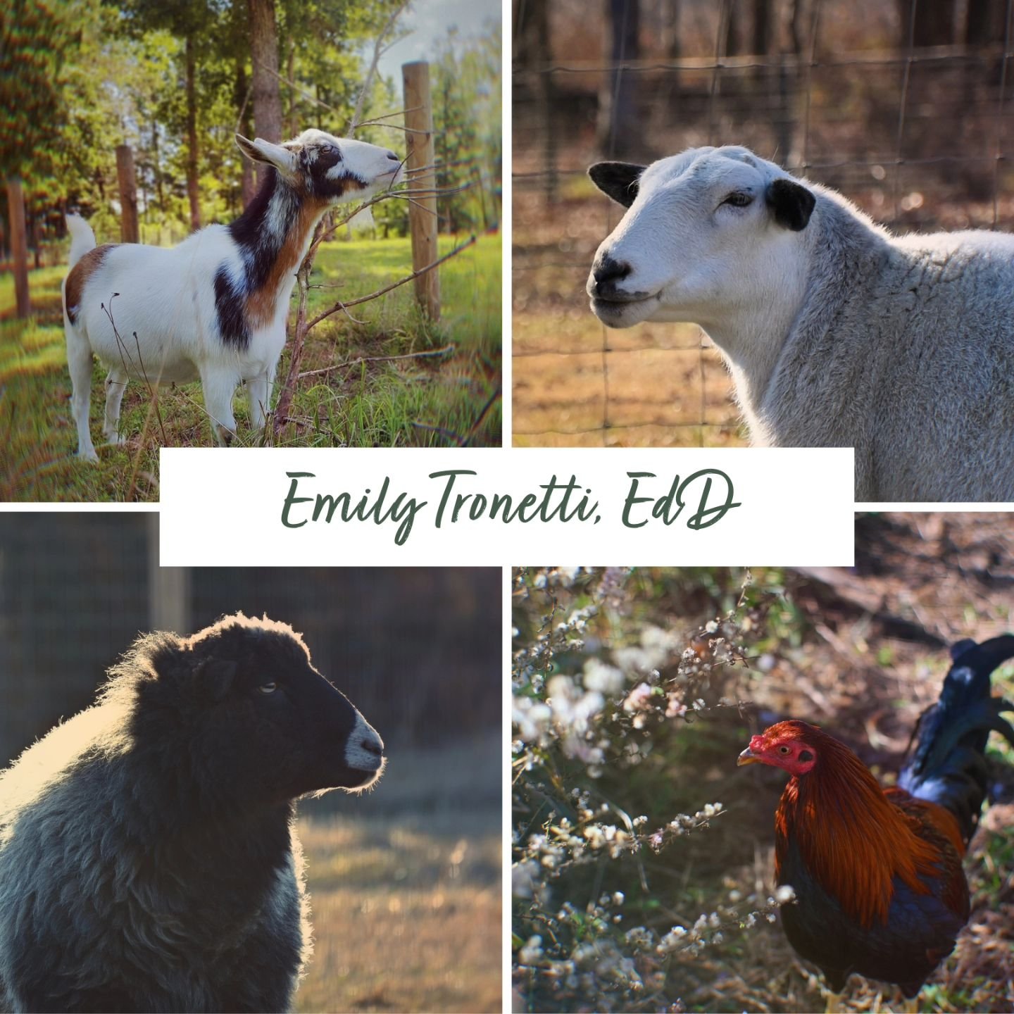 My dissertation is published, and my diploma is on its way... So, I think it's safe to officially say that I have my EdD!

These are photos of some of my most important contributors to my dissertation work ❤️. There are also many other beings, both h
