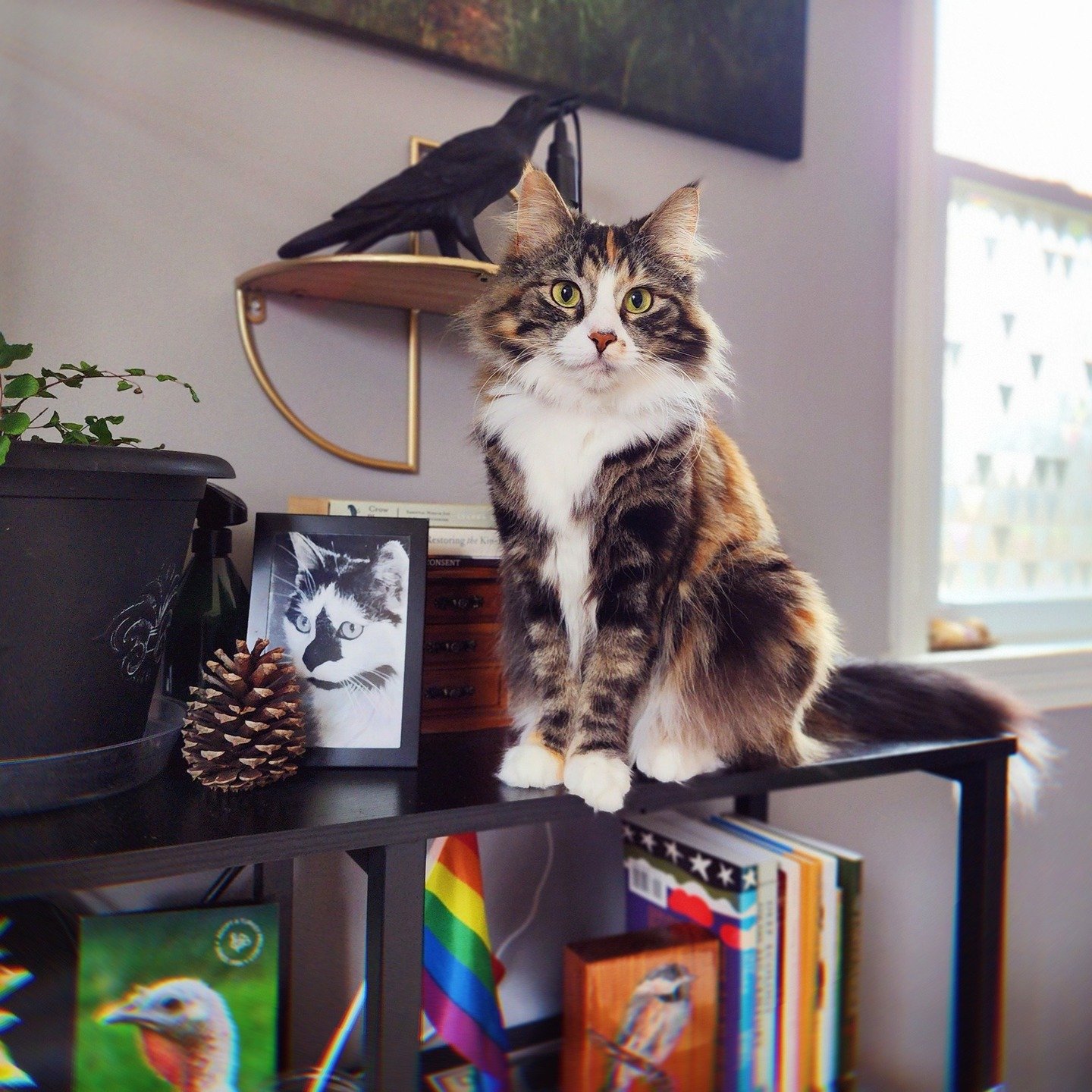 In early March, we met this beautiful being at @lazycatloungeandcafe, a great little cafe that helps local rescues find homes for cats. 

We decided to bring her home and named her Wren, after our favorite bird, the curious Carolina Wren. 

I have ab