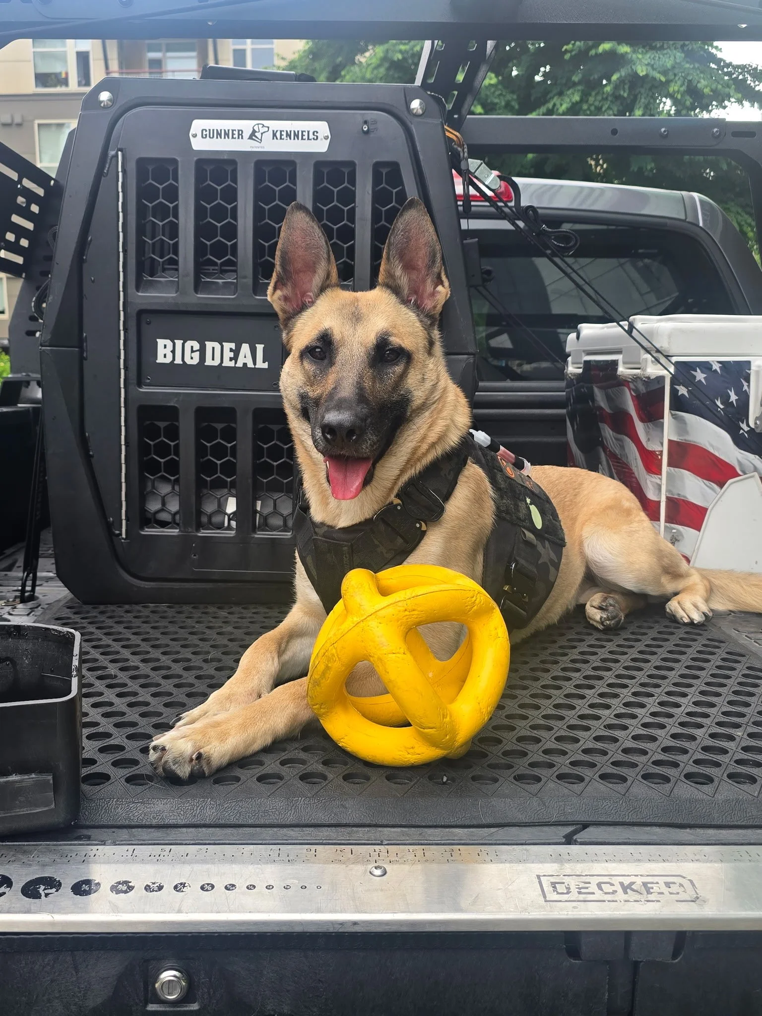 A Belgian Malinois dog wearing a harness sitting on the tailgate of a pickup truck. The dog is holding a yellow pretzel-shaped chew toy in its front paws. Behind the dog, there is a plastic storage container decorated with the American flag. The tailgate has a textured surface and the truck has a black cage with a label reading 'Gunner Kennels' and 'Big Deal' in white lettering.