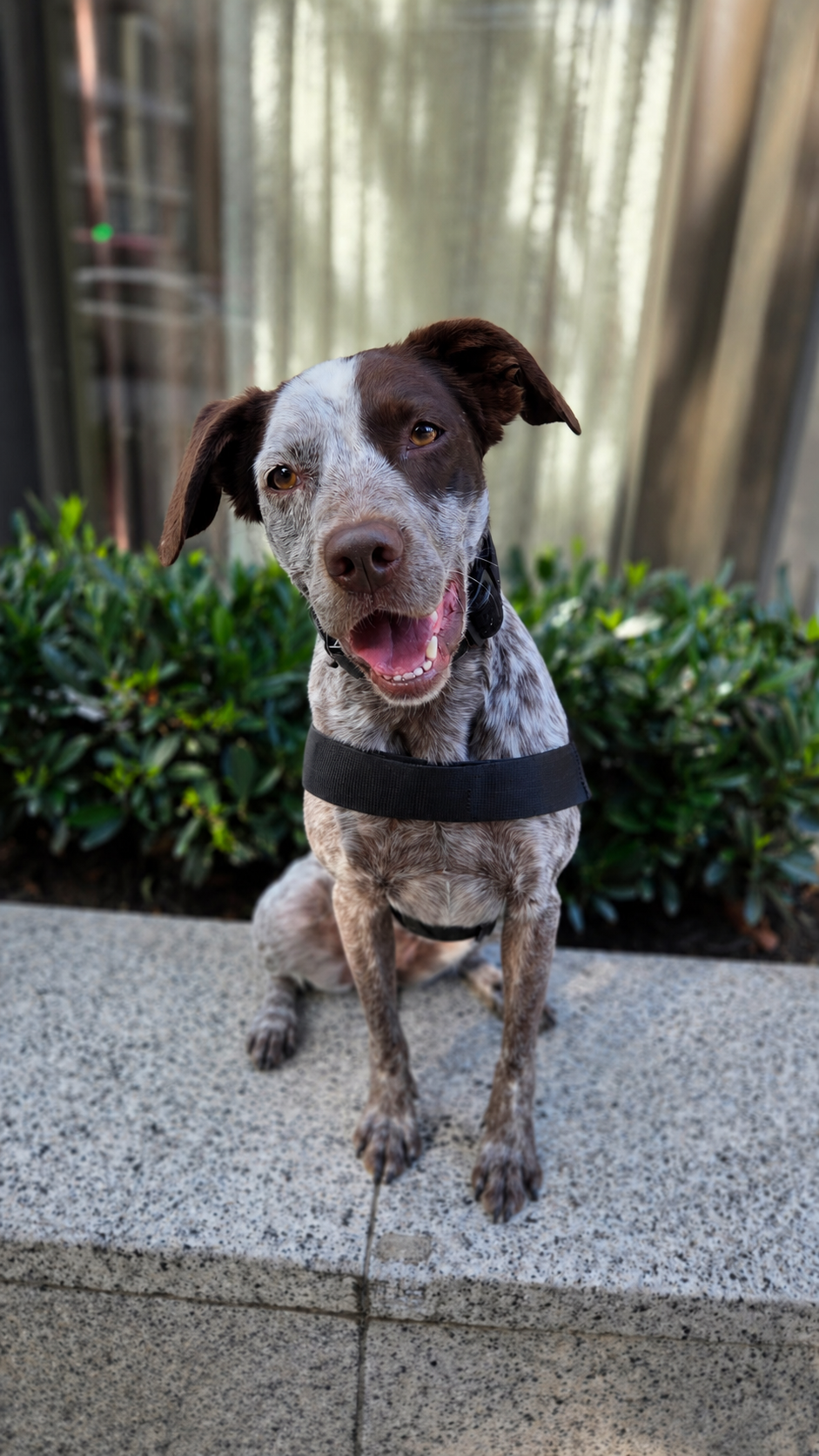 A young dog with a white chin, brown ears, and a black and white speckled coat sitting on a wooden floor, looking up.