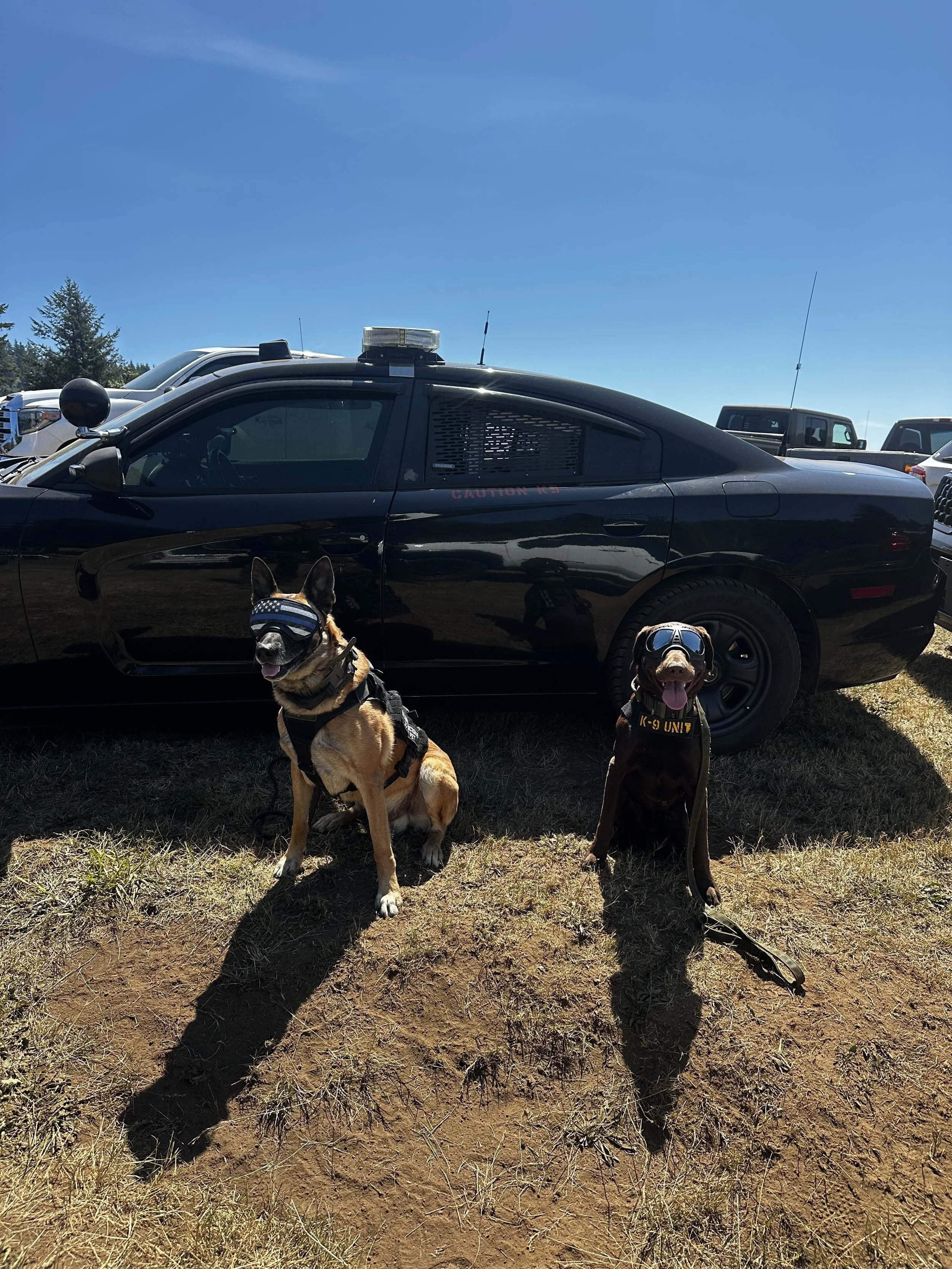 Two police dogs sitting on the ground in front of a black police car with a light bar on top. The dogs are wearing goggles and harnesses, with one labeled 'K-9 UNIT.' The background shows several other vehicles and a clear blue sky.