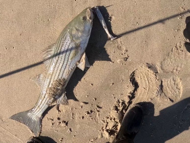 JIg Fish C.jpg