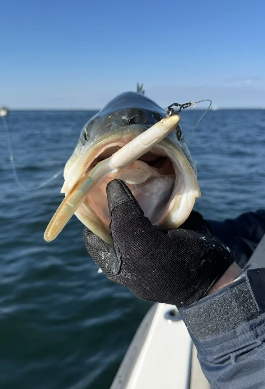 NJ Special Fall Run Addition