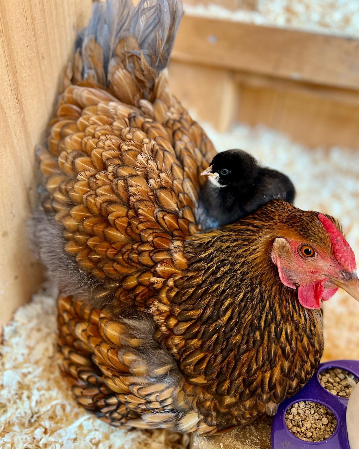 Spring Farm Update! 

1. Goldie is crushing it as Mama Hen! Giving her chicks to adopt was a total experiment and we were prepared to put them in a brooder if it didn&rsquo;t work out. It&rsquo;s been going so well and we 10/10 recommend giving your 