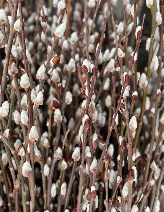 Giant Pussy Willow