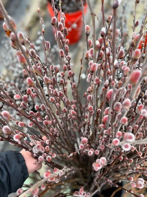 Pink Pussy Willow