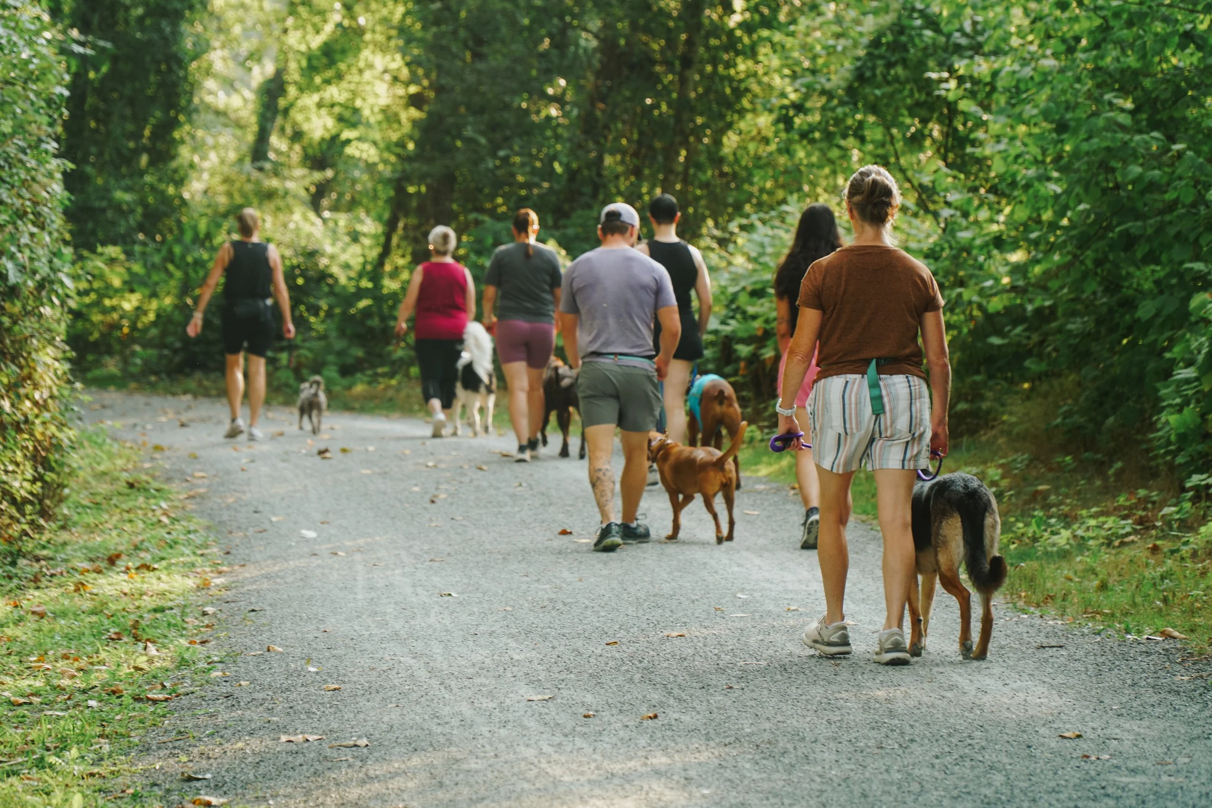 A group of people walking with dogs on a trail in a lush green forest.
