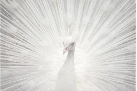 Angelic Channeled Art