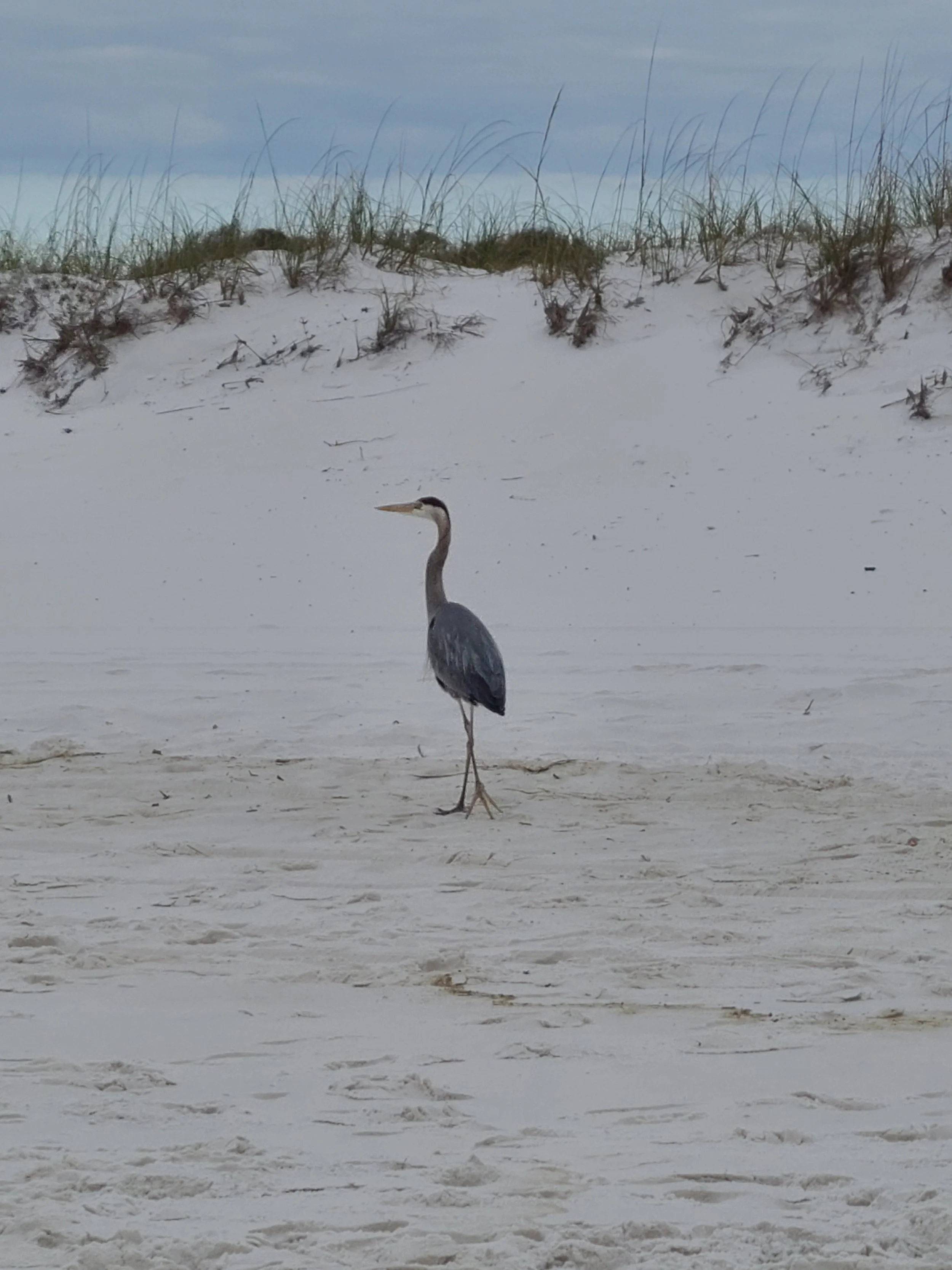 A heron standing on white sandy beach with grassy dunes in the background and a cloudy sky overhead.
