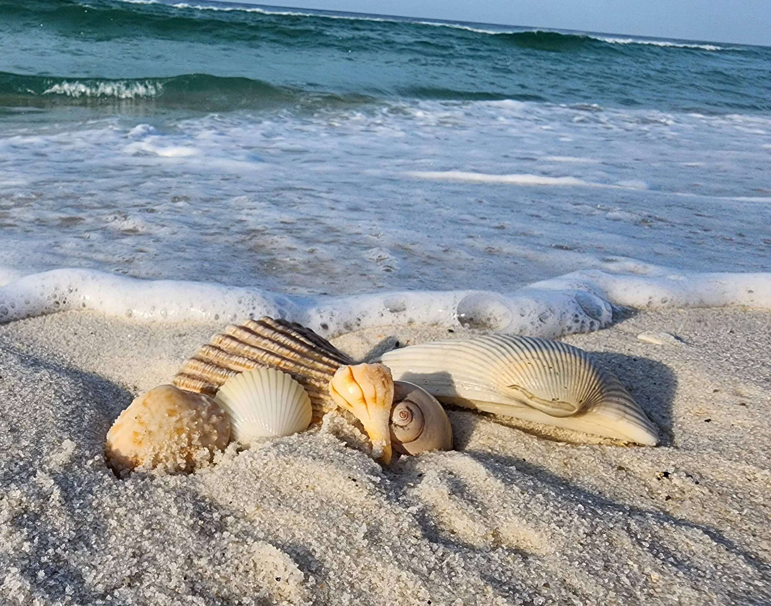 Various seashells on sandy beach with ocean waves in the background.