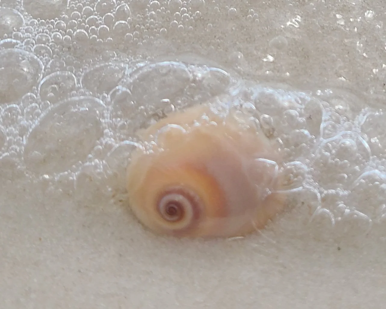 A seashell partially submerged in soapy water with bubbles.