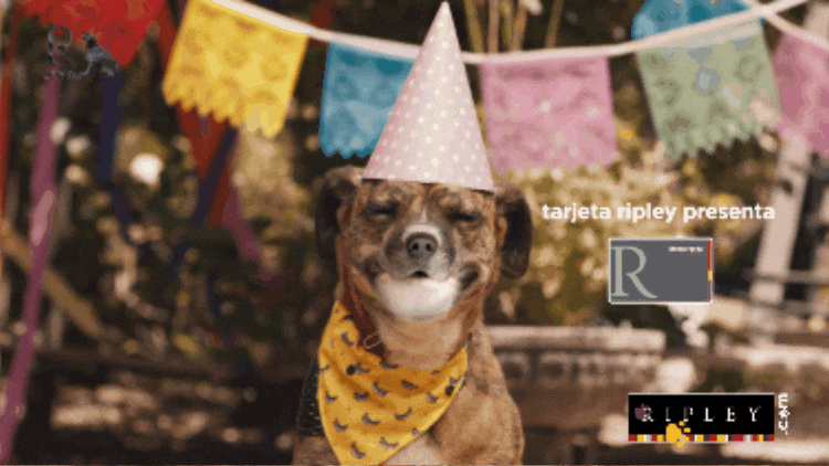 Ripley Pets