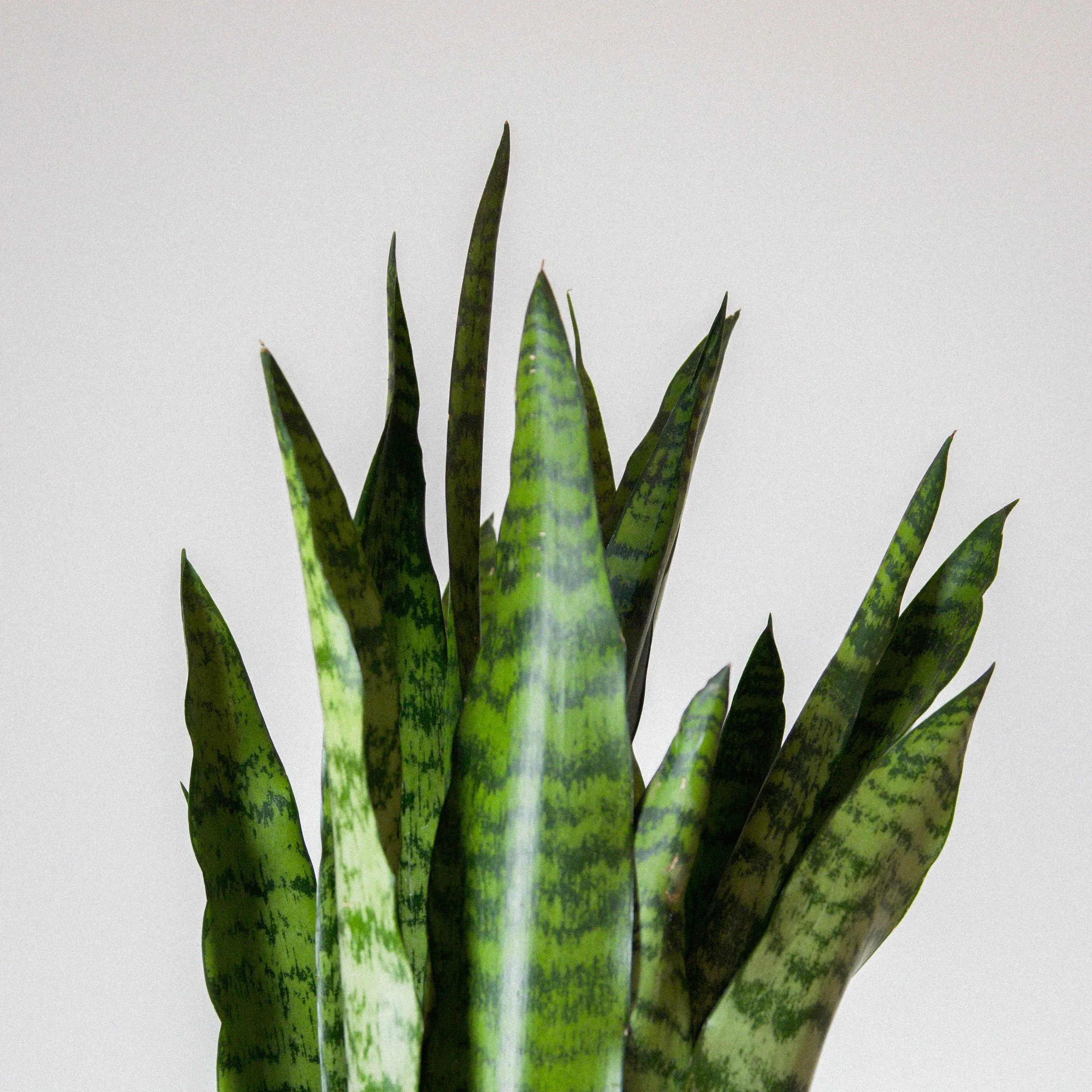 Snake Palnt Sansevieria-3.jpg