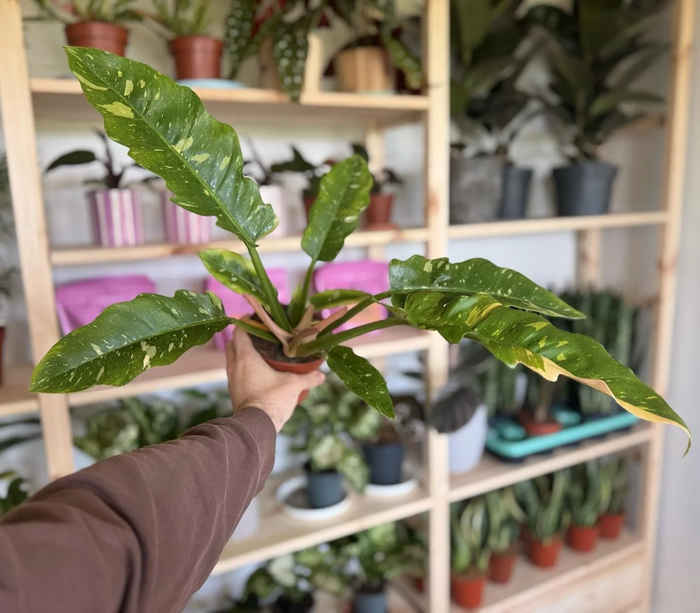 Find us this Sunday at the Digital Hub, 11 to 17. @we_love_markets , and grab your hands on the Philodendron &ldquo;Ring of Fire&rdquo;. The collector piece of this new plant drop! 

This rare Philodendron has long, serrated leaves that emerge in sha