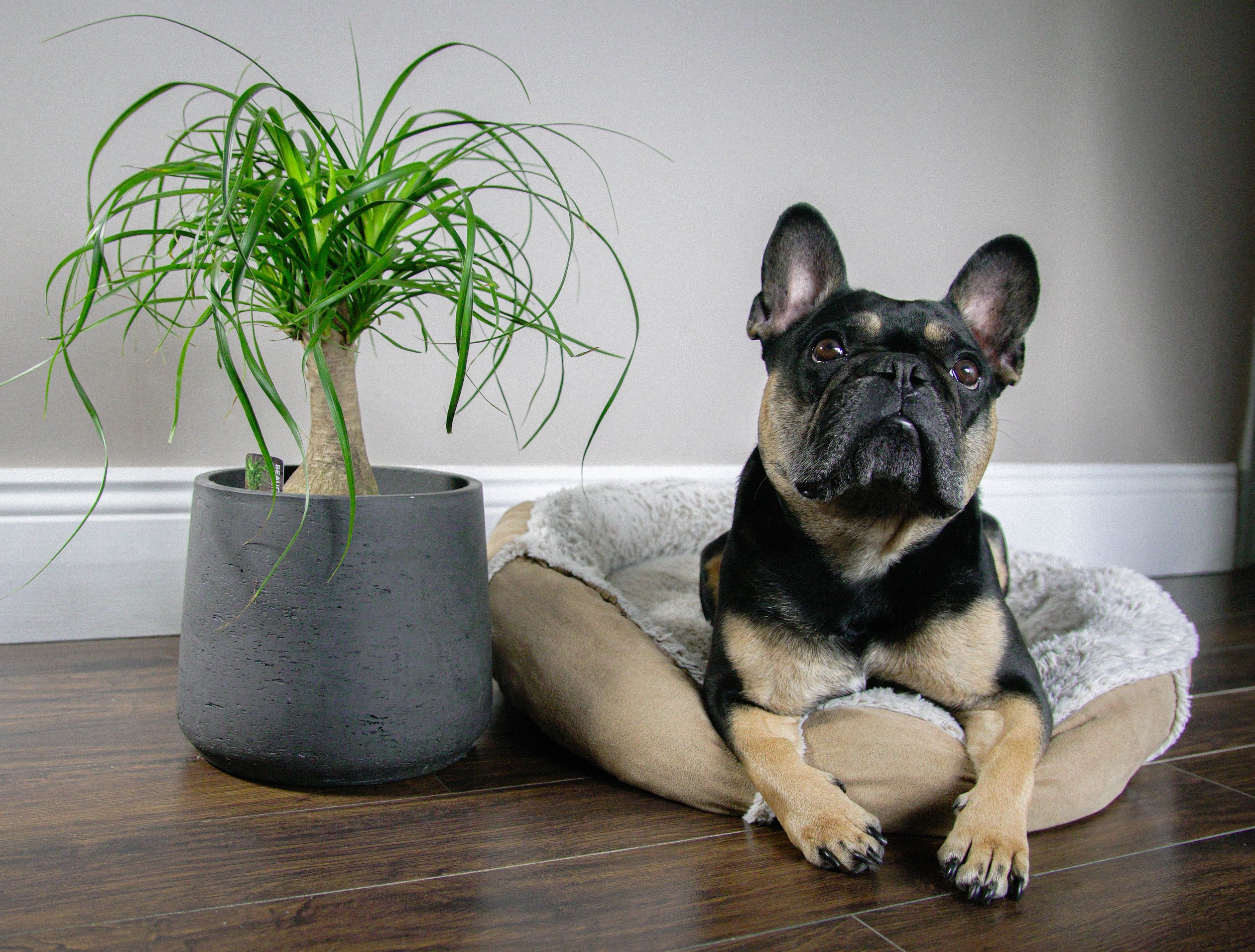Dog and Plant.jpg