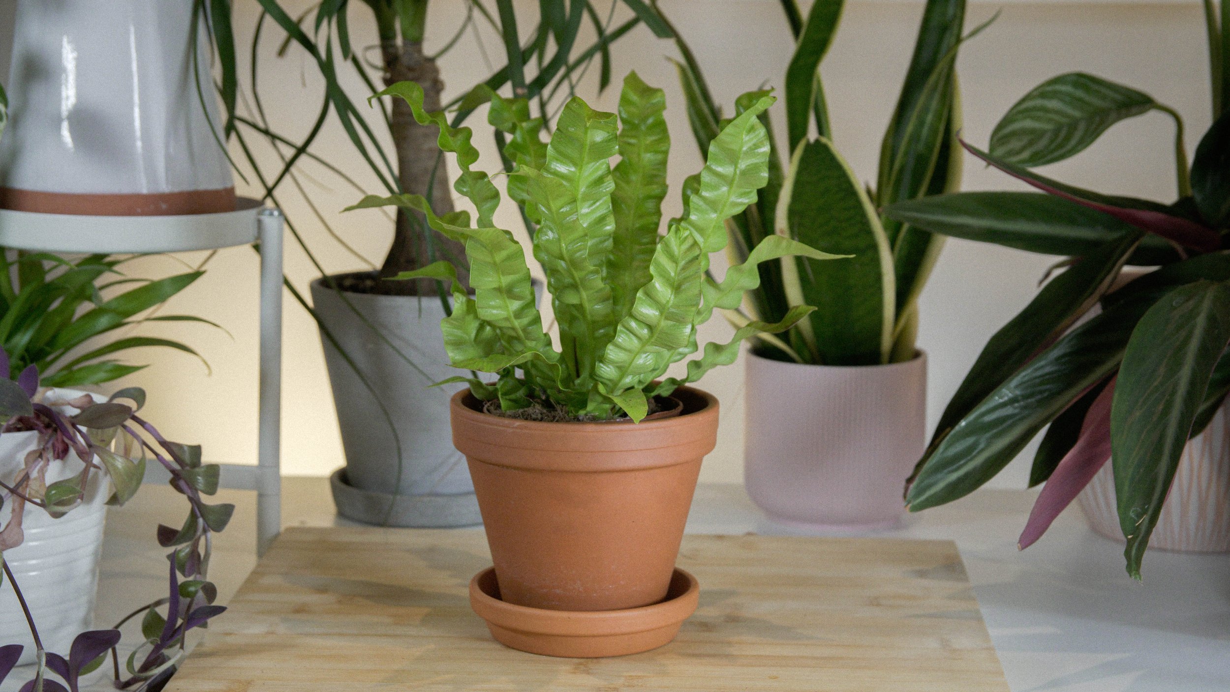 Various indoor plants including a fern in terracotta pot on wooden surface.