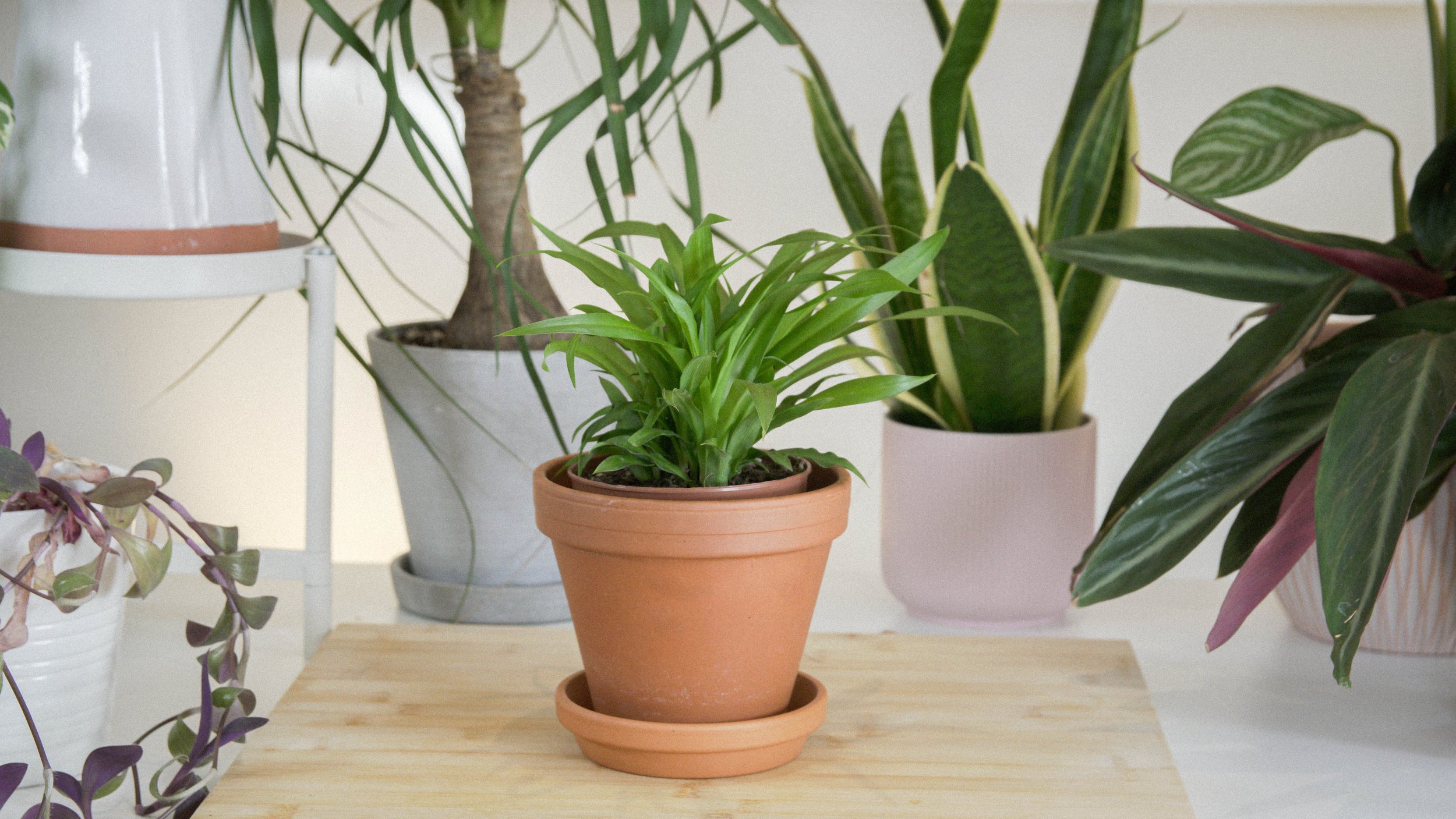 Compact Dragon Tree | 25 cm