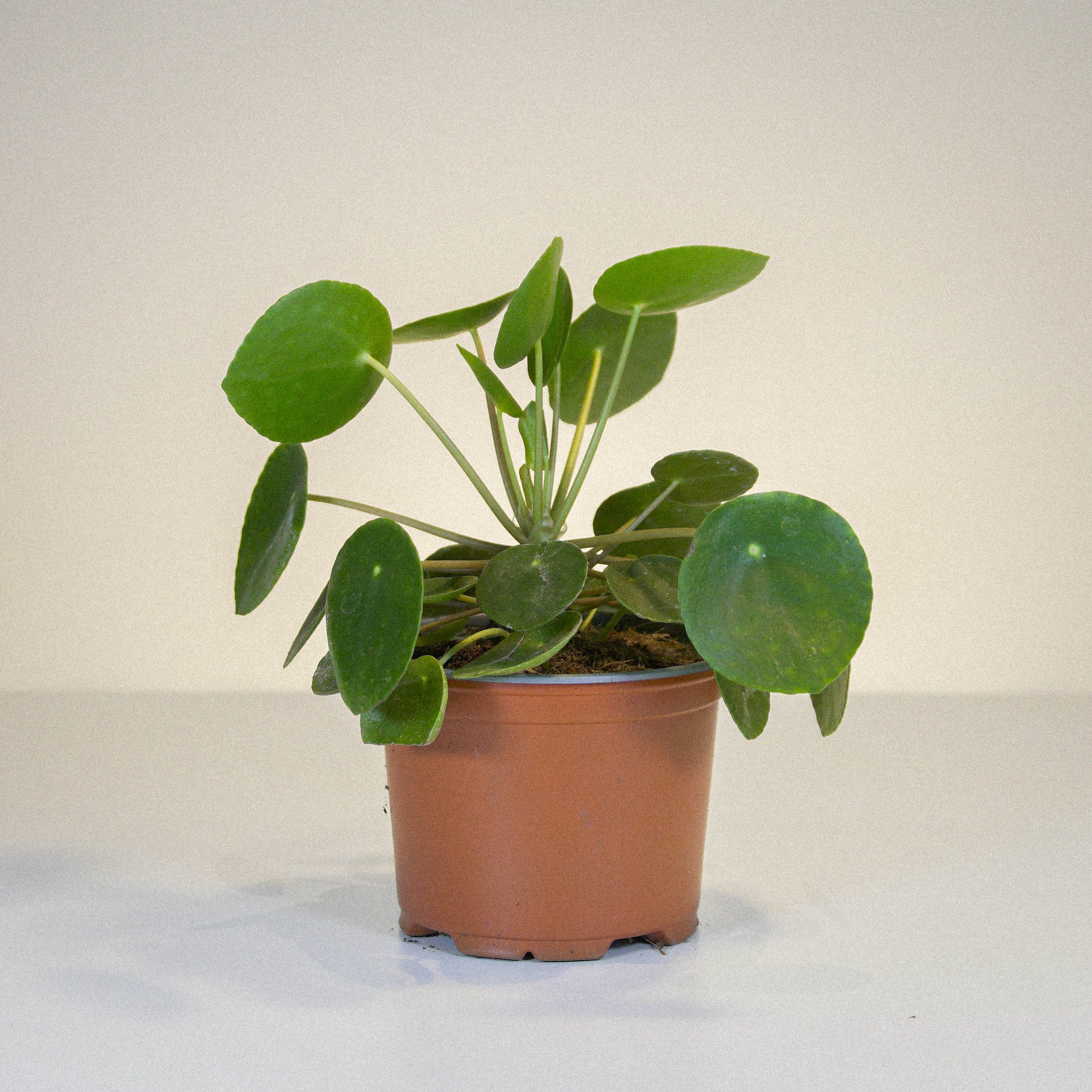 Chinese Money Plant | 20cm