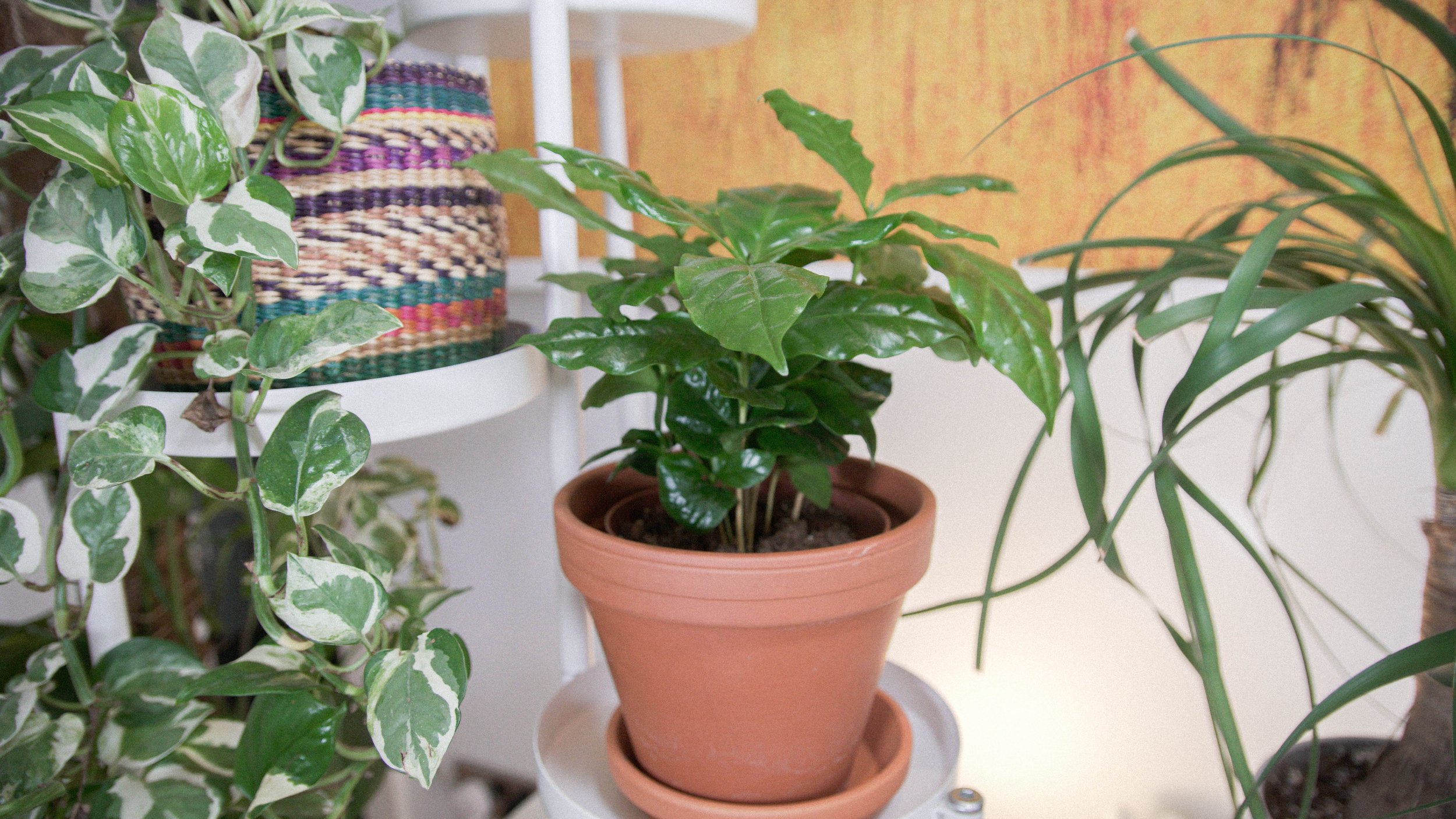 Indoor plants on display with a potted coffee plant in a terracotta pot in center, surrounded by other houseplants including a variegated pothos on the left and a spider plant on the right.
