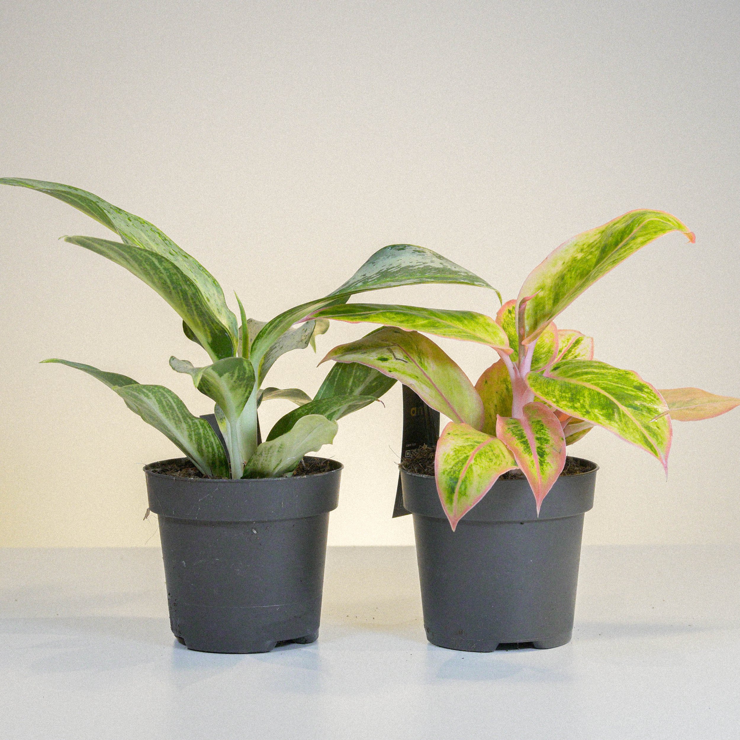 Aglaonema Duo.jpg