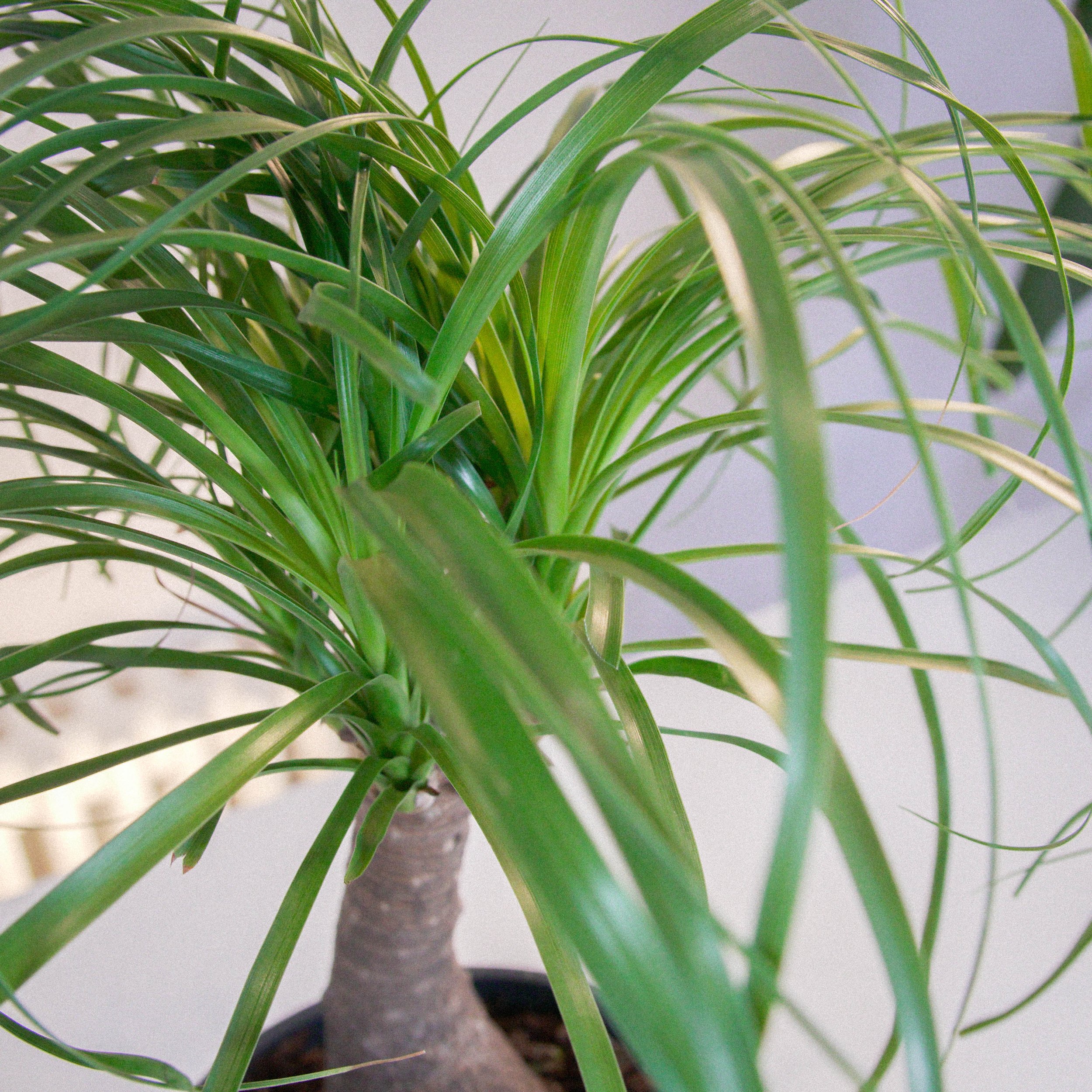 Close-up of a ponytail palm with long, thin green leaves and a thick trunk.