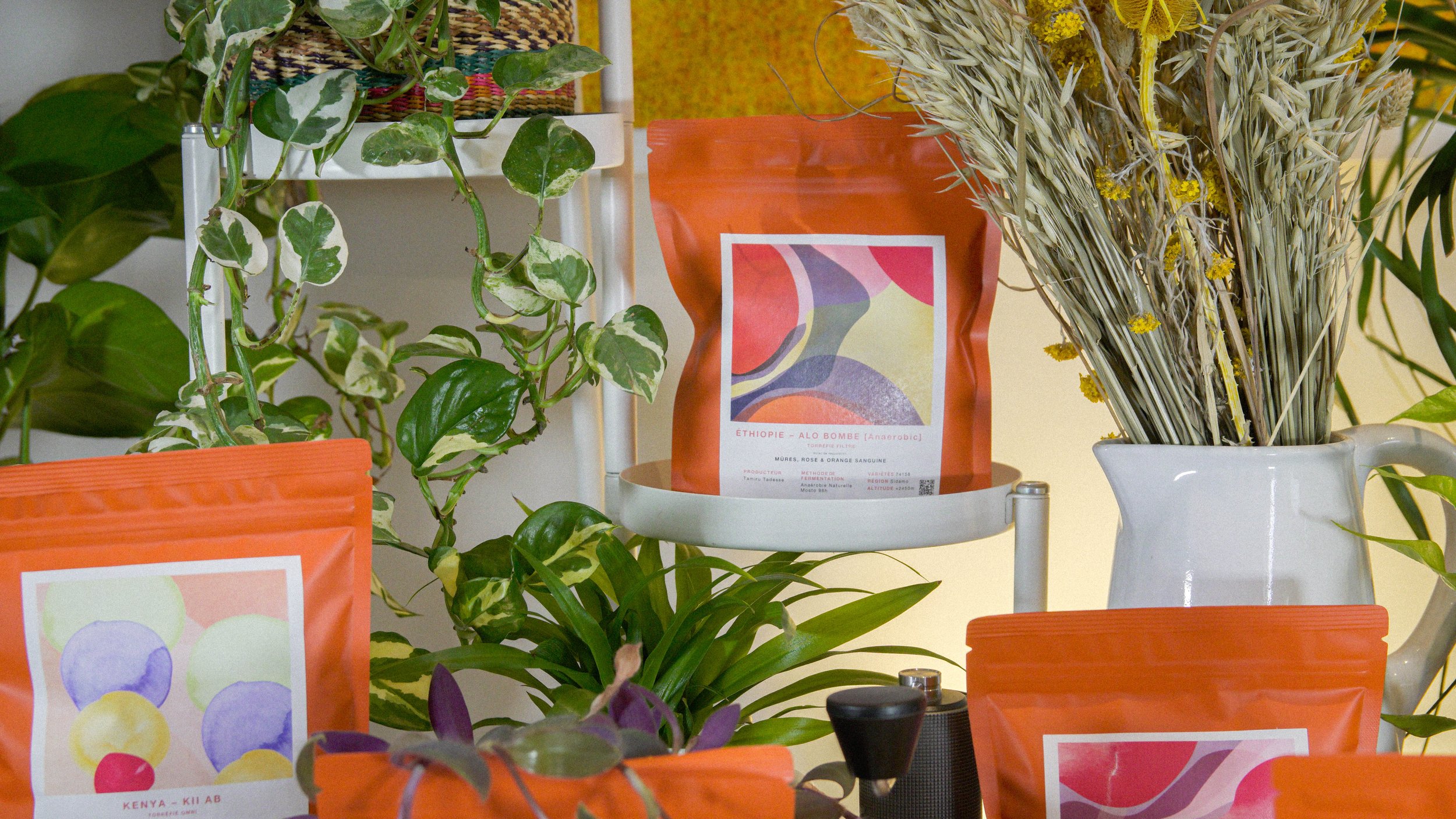 Coffee bags with abstract designs, surrounded by indoor plants and dried flowers in a jug.