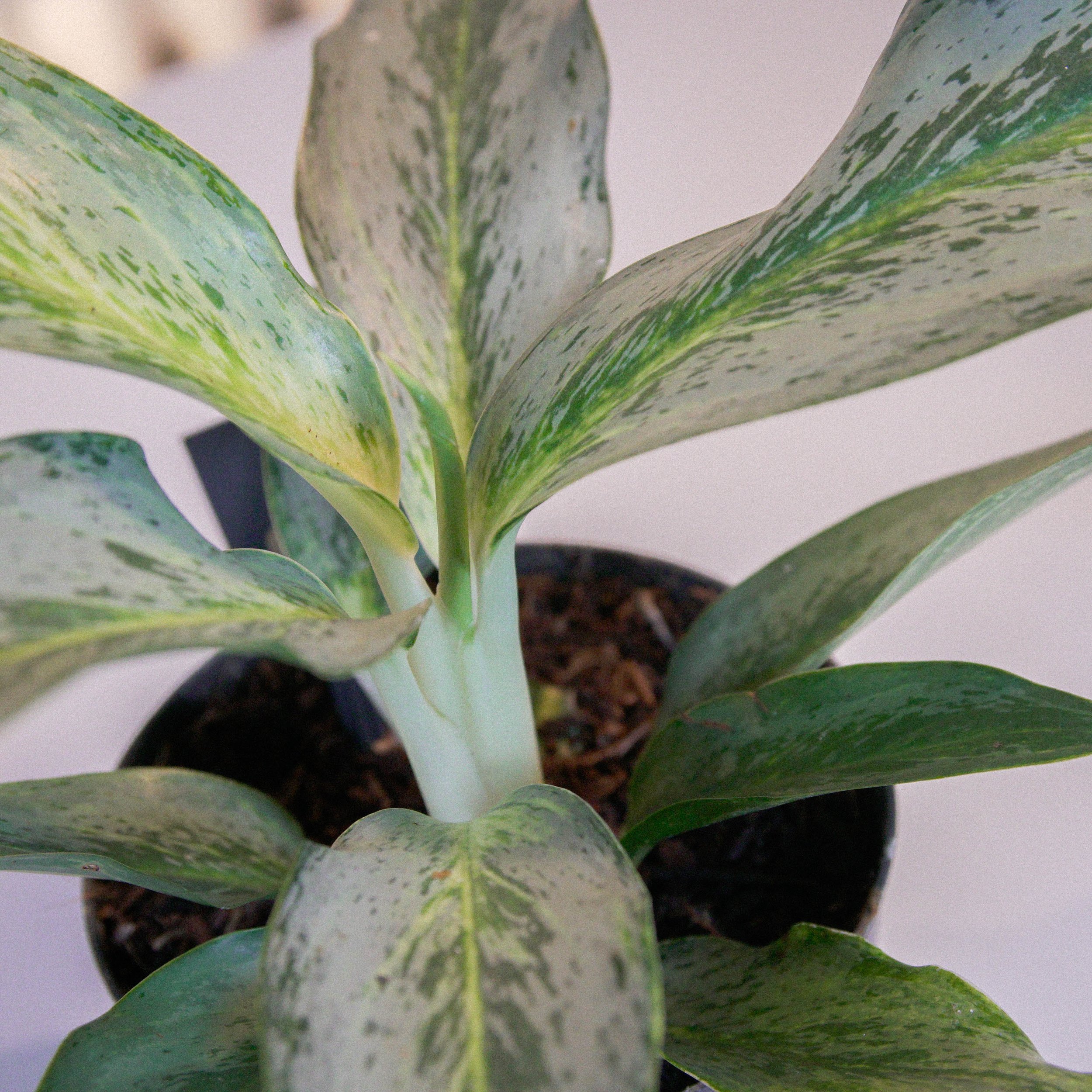 Aglaonema.jpg