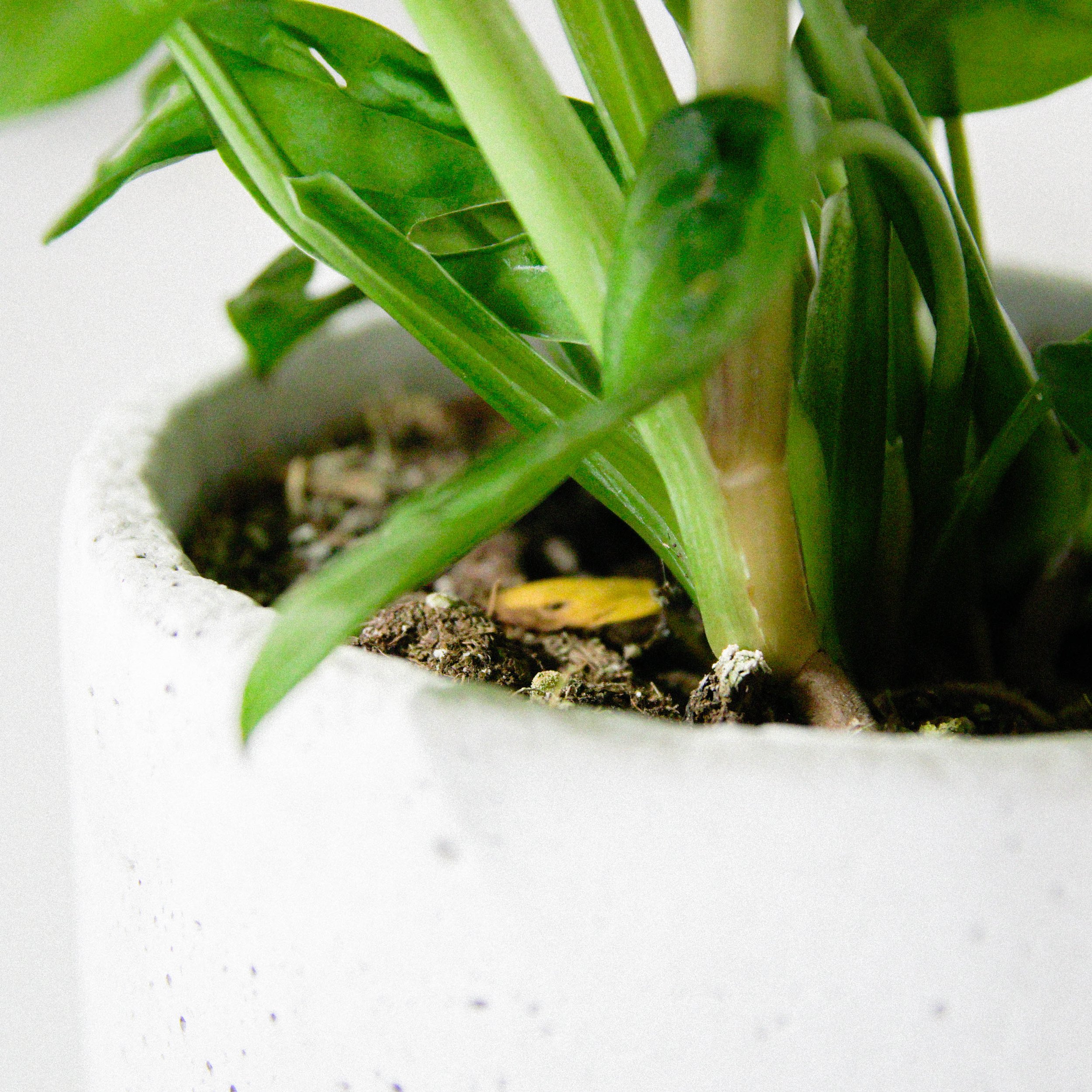Monstera Adansonii Keramiek-4.jpg