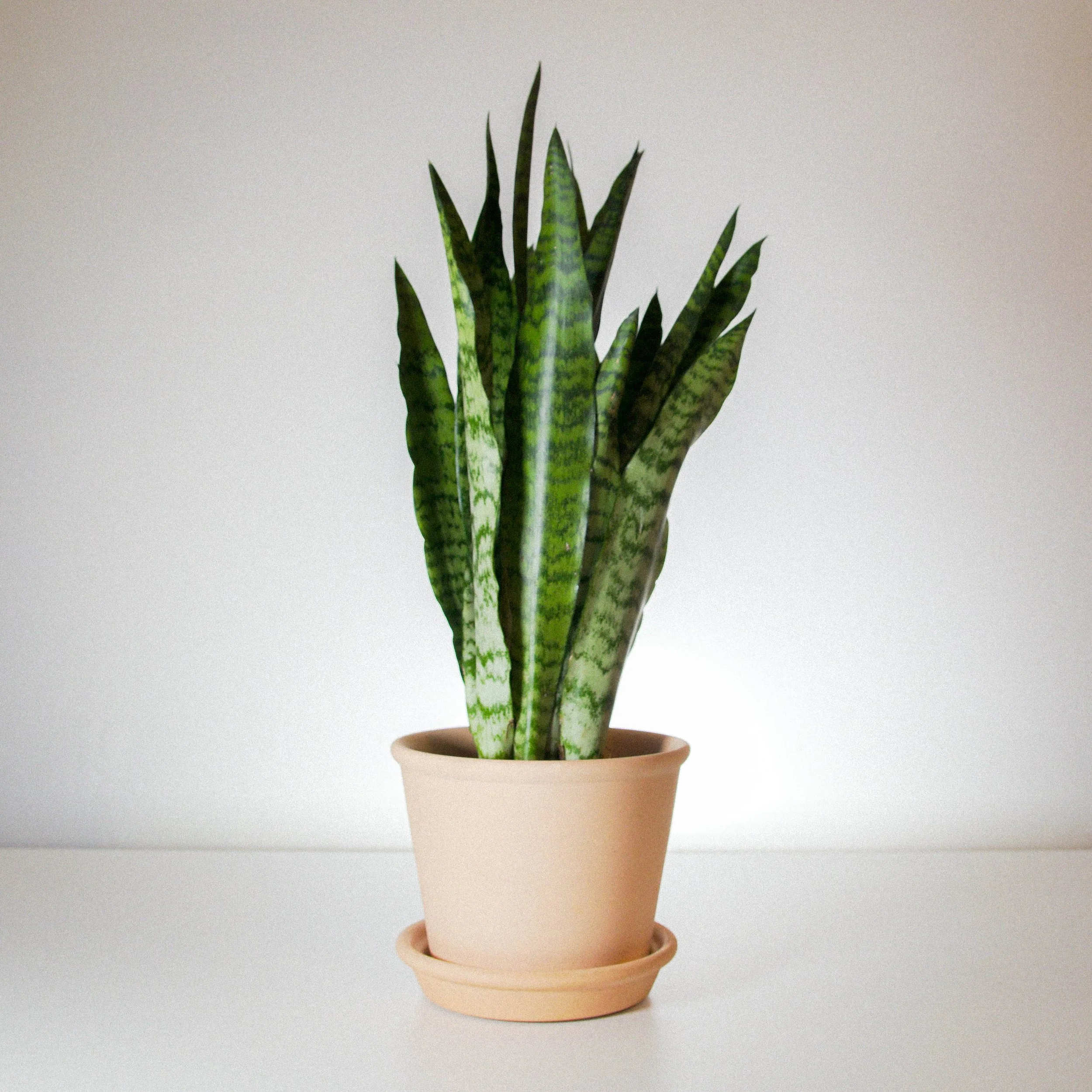 Snake Palnt Sansevieria.jpg