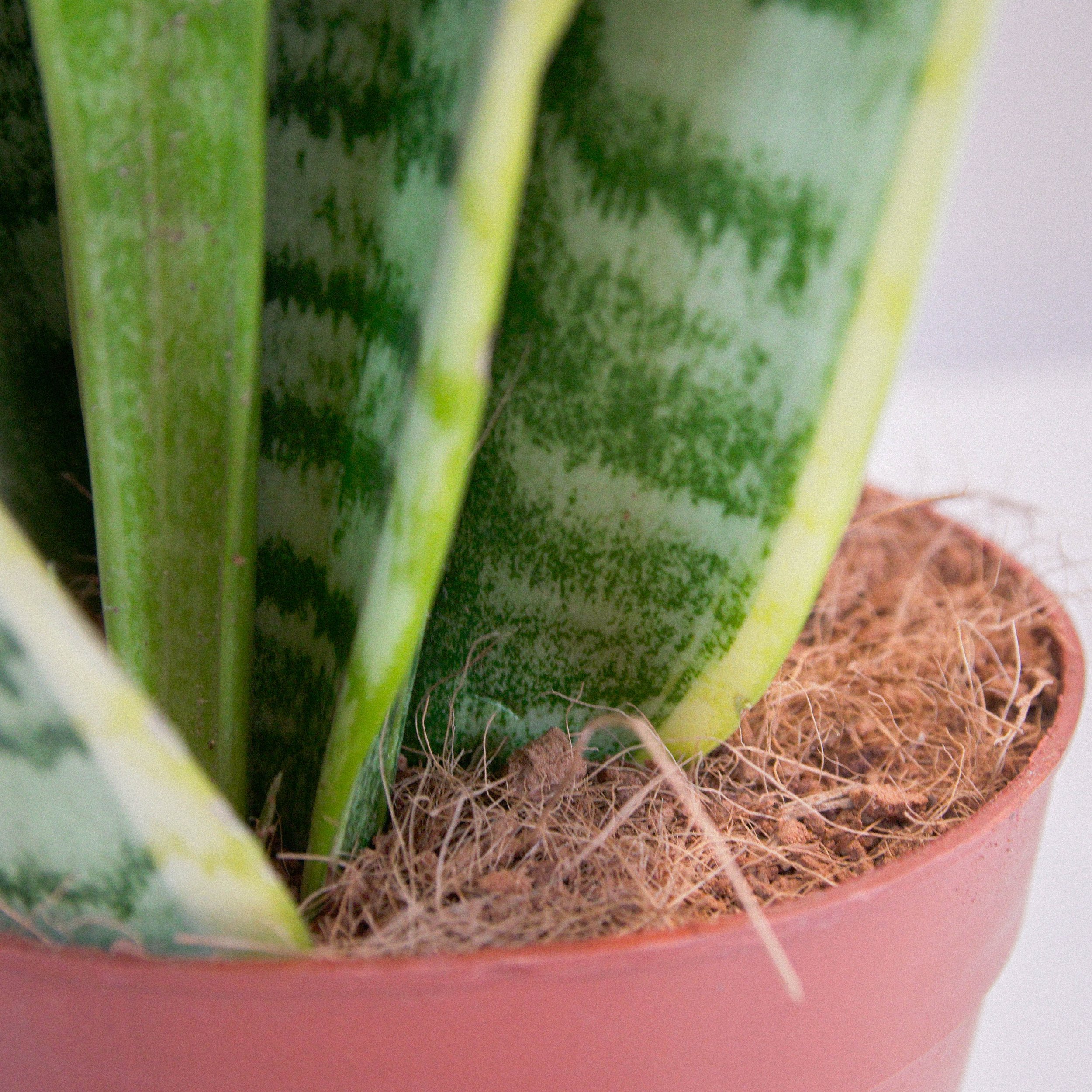 Close-up of snake plant leaves in a pot with soil and coconut fibers.