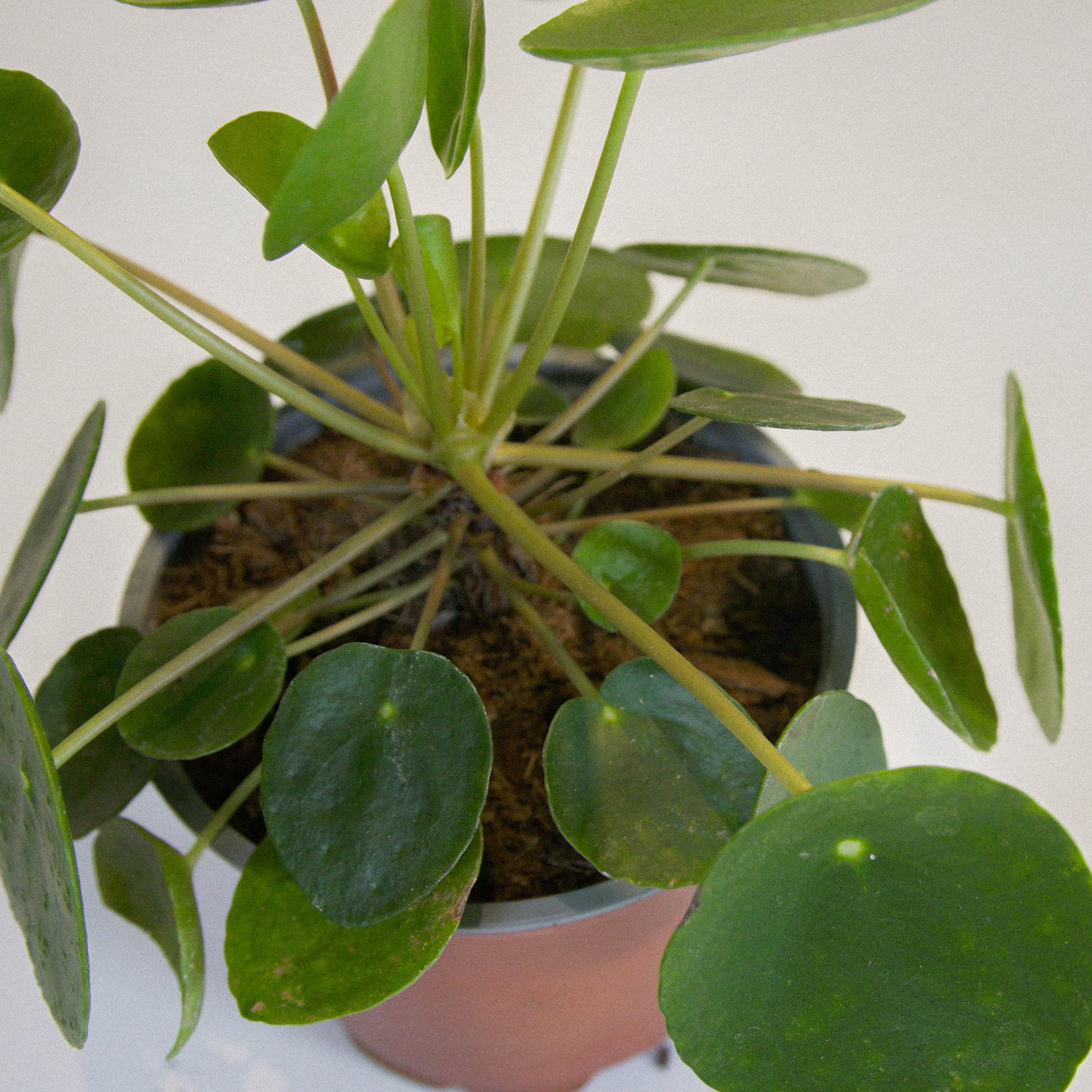 Chinese Money Plant 2.jpg