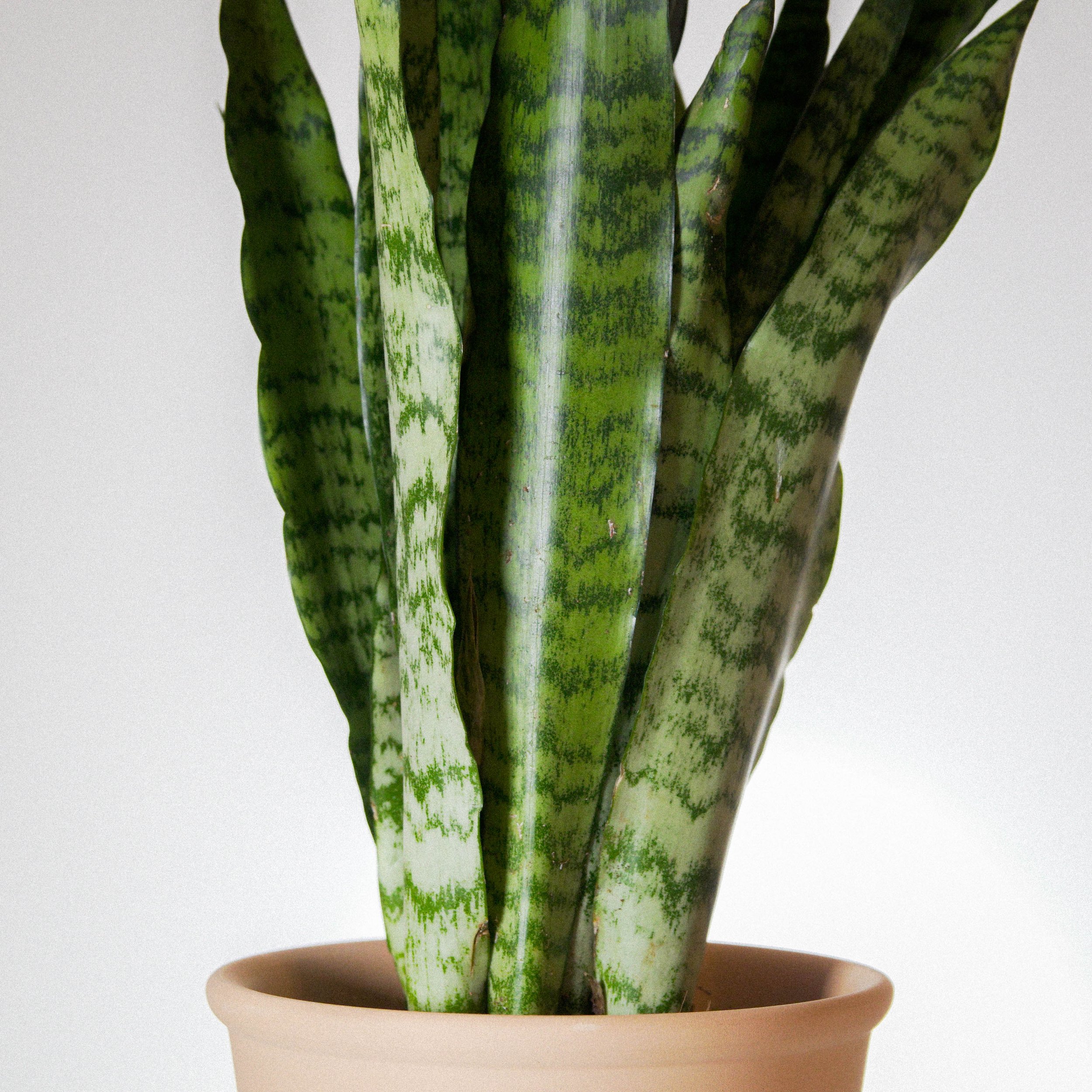 Snake Palnt Sansevieria-2.jpg