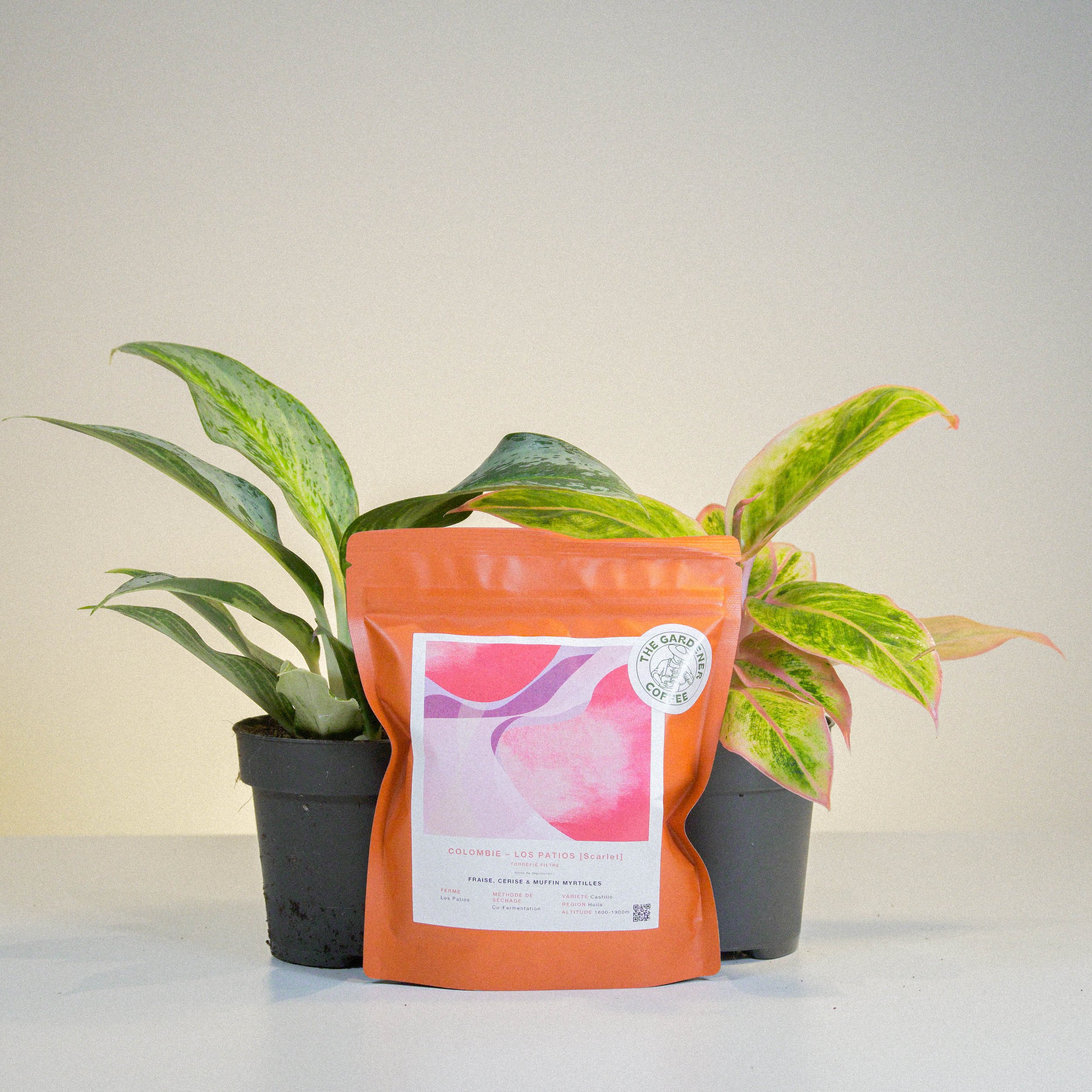 Aglaonema Duo + Colombia Los Patios.jpg