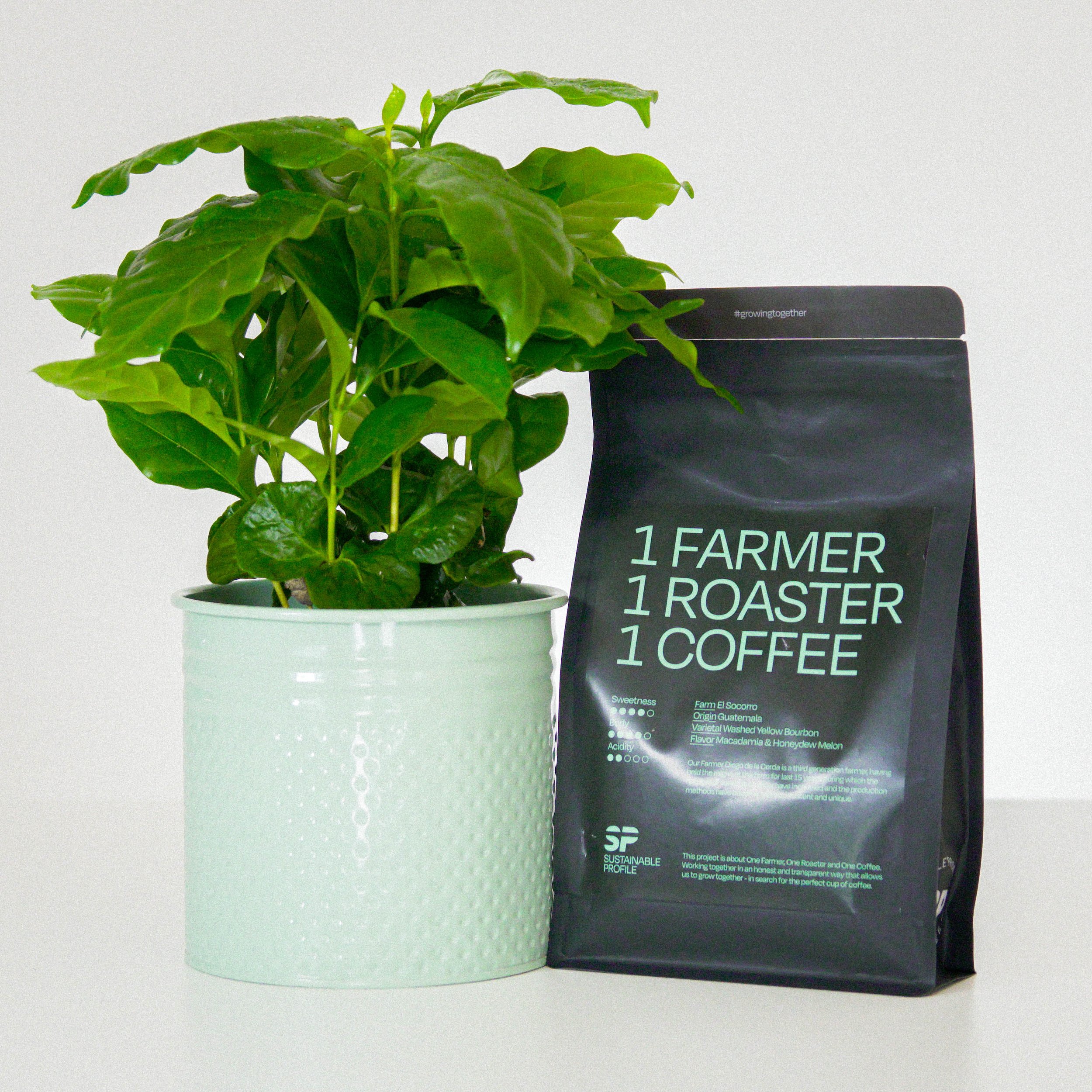 Calathea Ru Wavestar-7.jpg