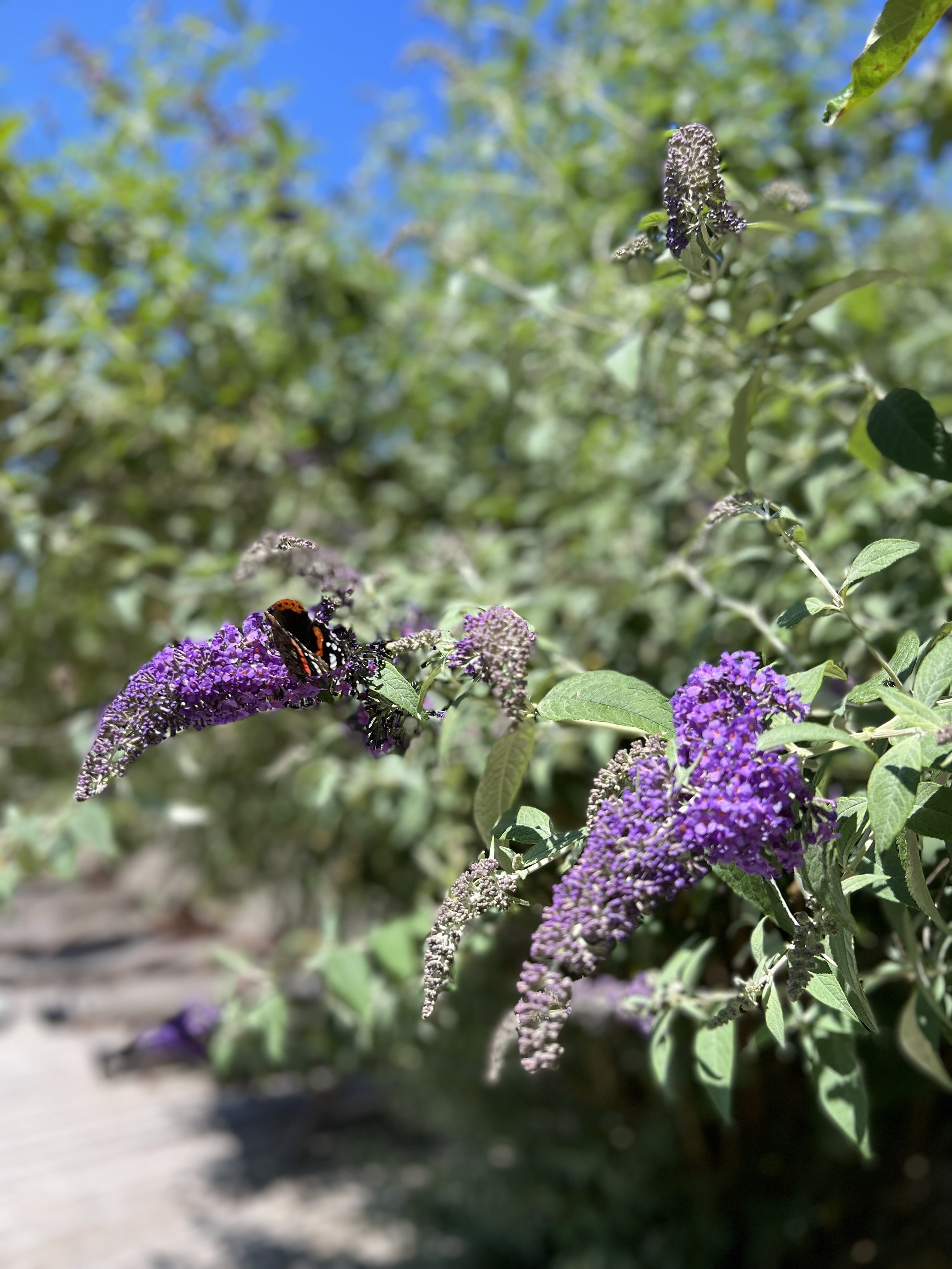 IMG_4069.jpeg