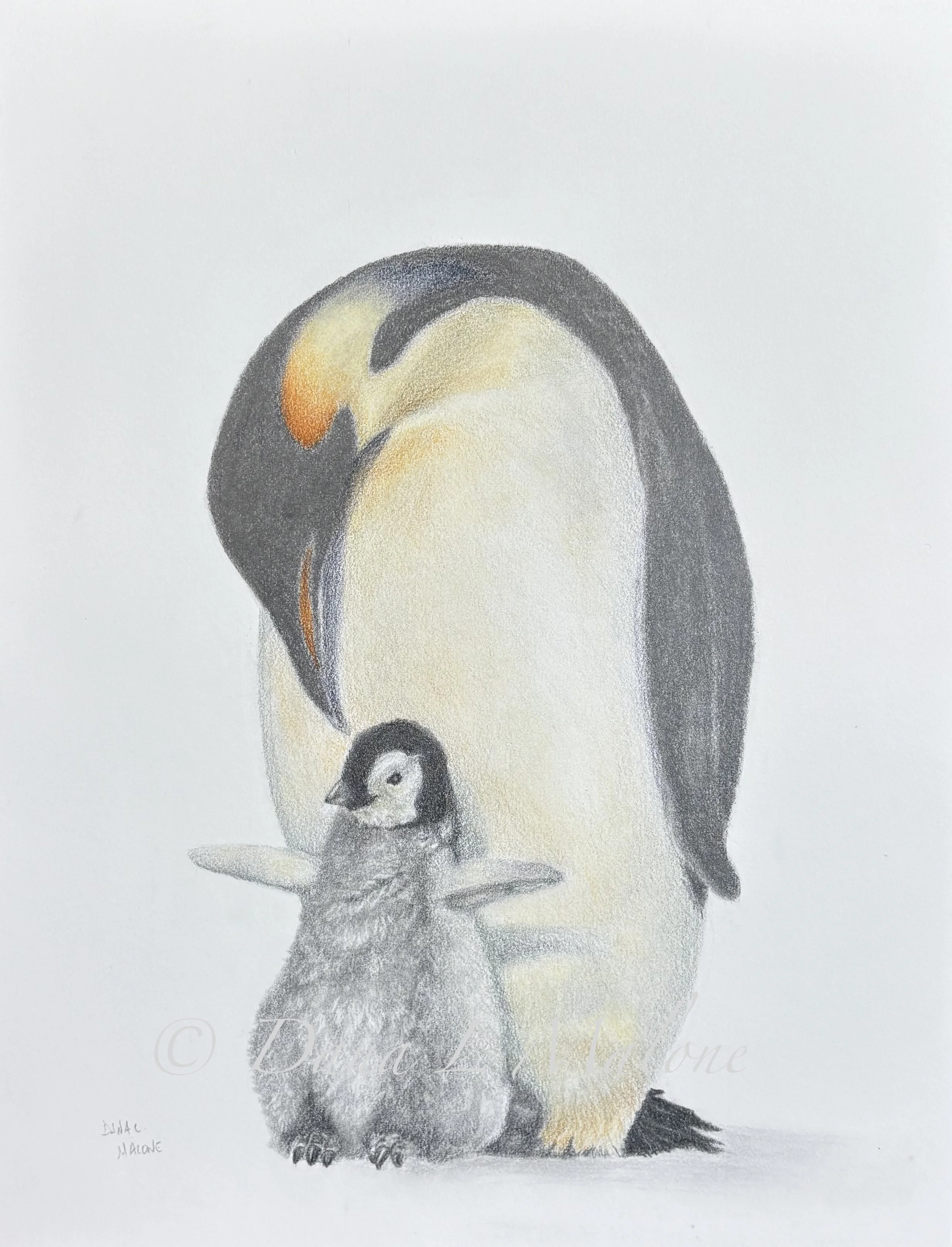 Graphite and Coloured Pencil Drawing Penguins by Dana Malone - Reference Pixabay
