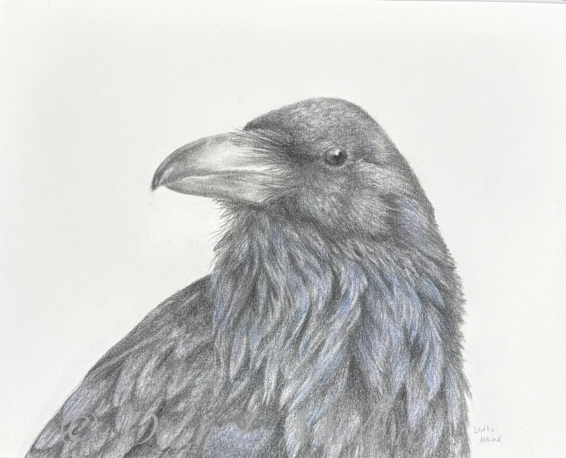 Graphite and Coloured Pencil Drawing of Raven by Dana Malone - Reference Pixabay