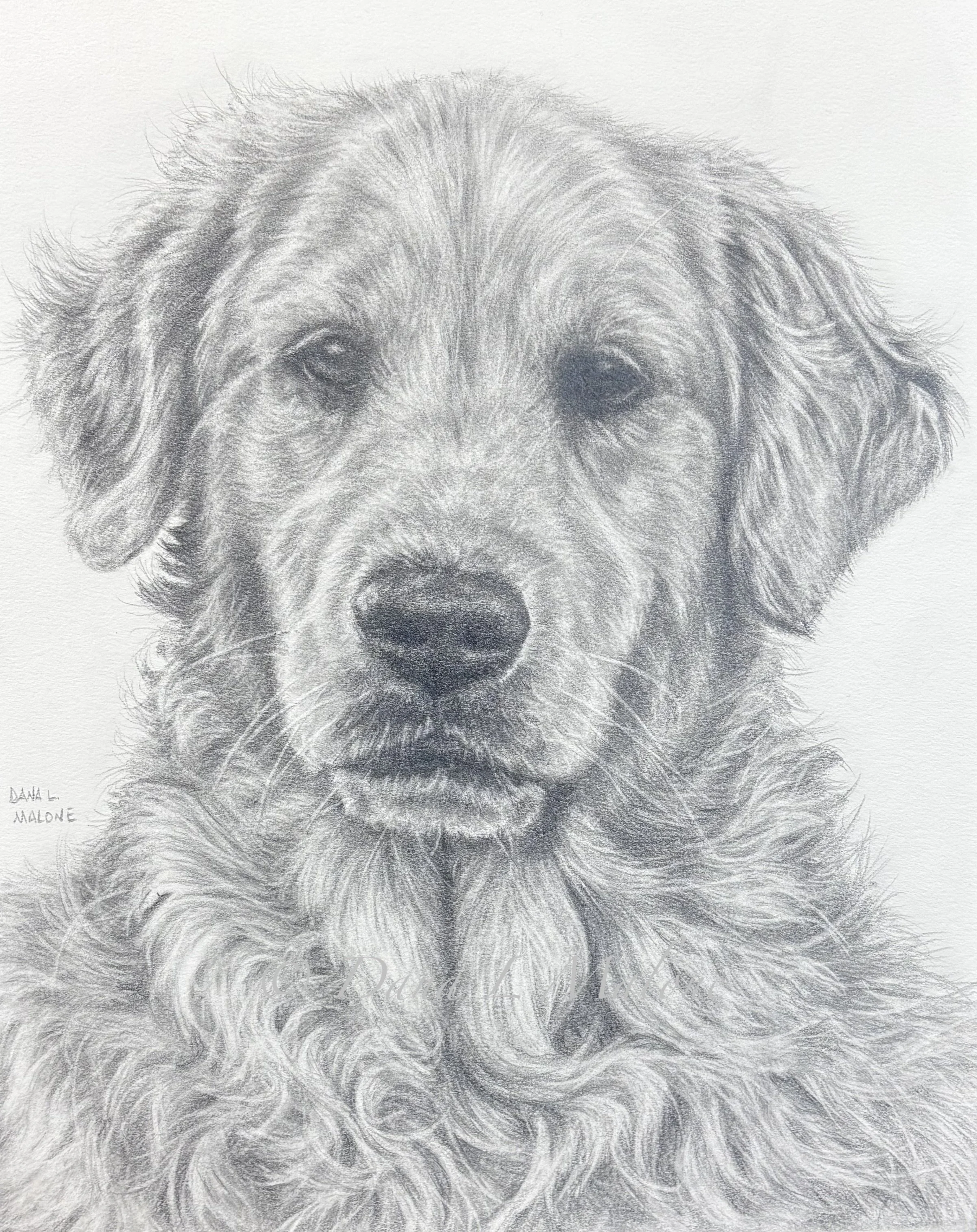 Graphite Drawing of a golden retriever dog by Dana Malone