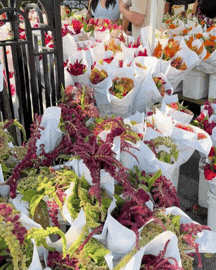 Flowers at an outdoor market stall with bouquets wrapped in paper.