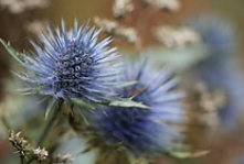 Directors in the Weeds? It might be your fault